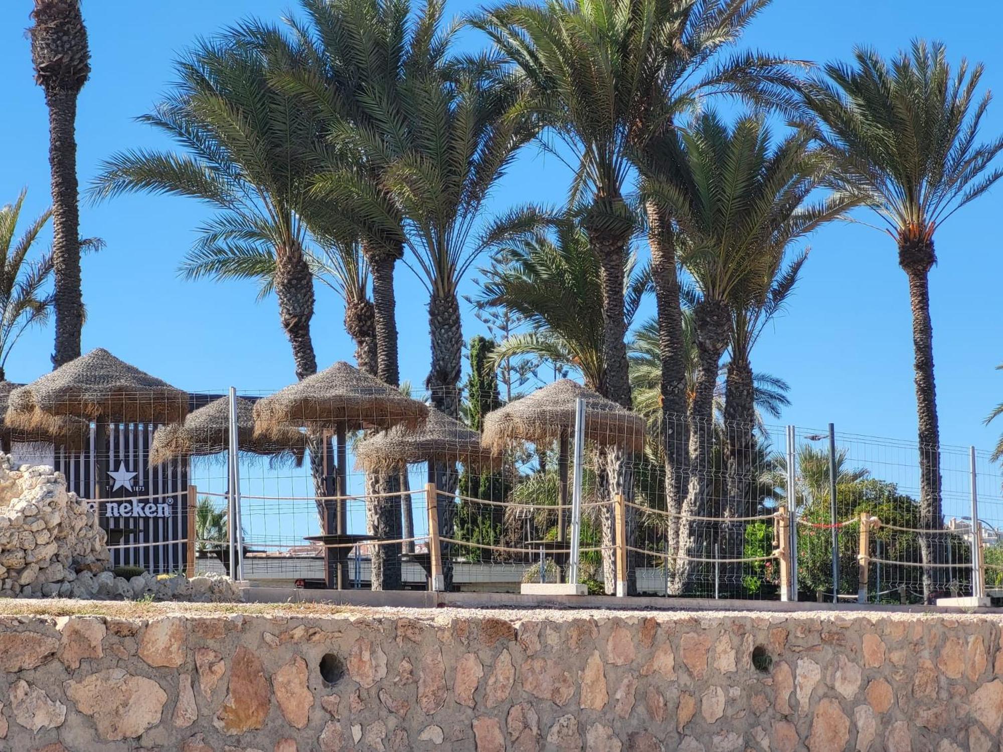 One Palm Tree, Orihuela Costa view 3