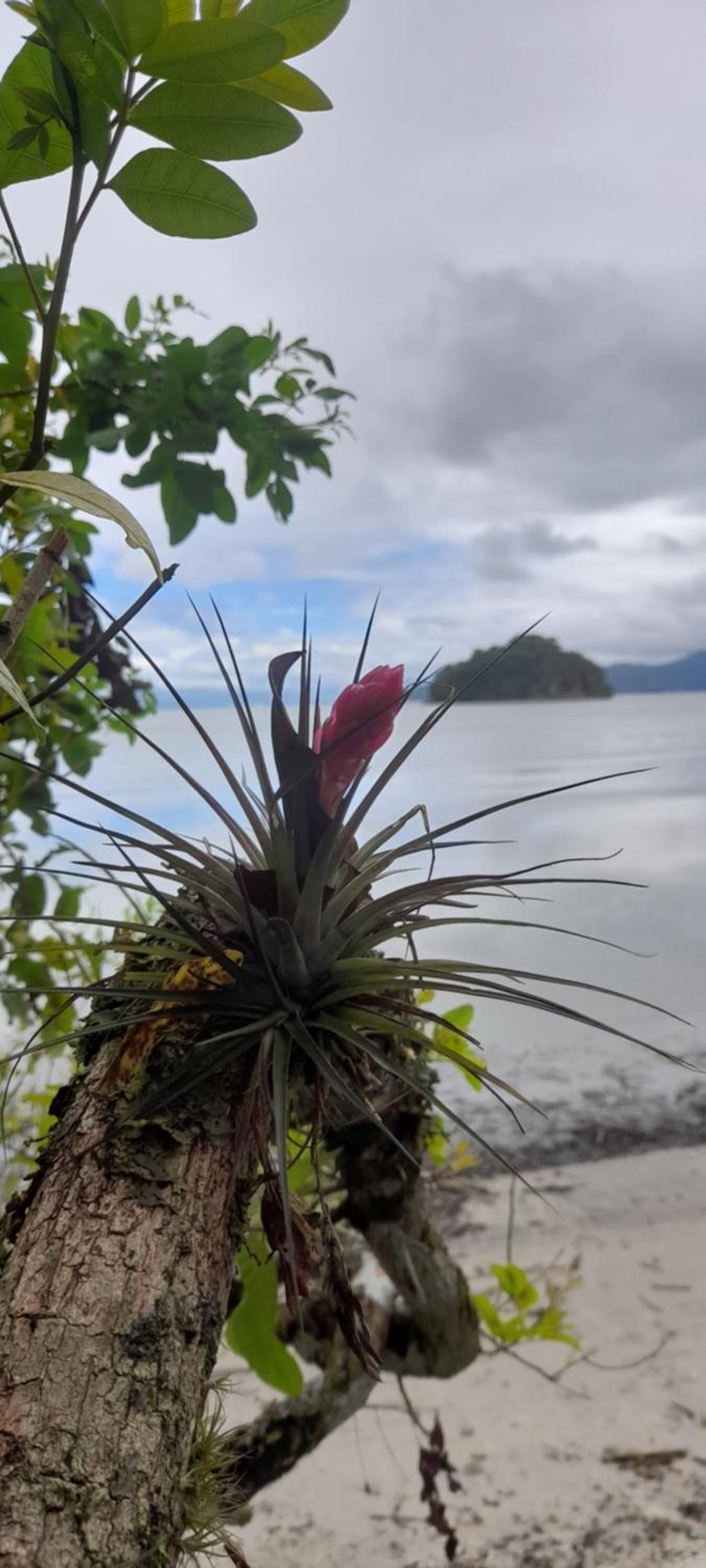 Casa em Paraty pé na areia de frente para o Mar