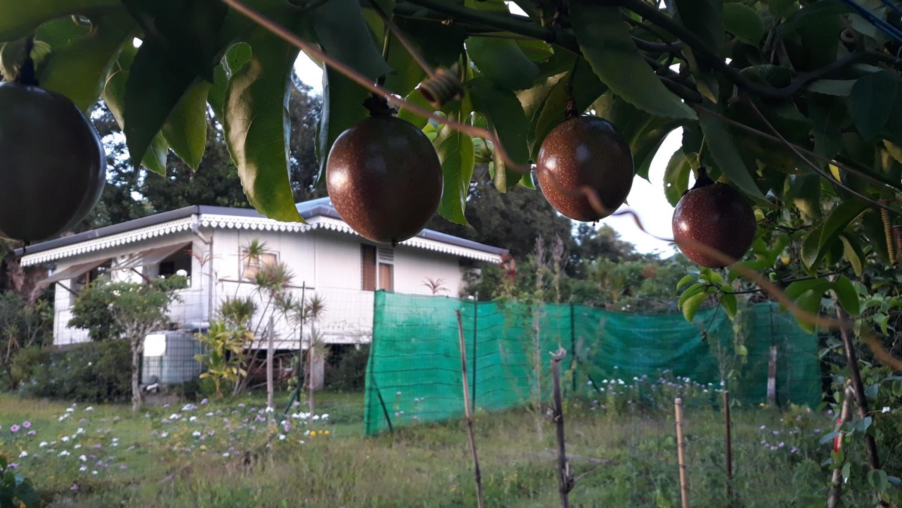 NoKo home
