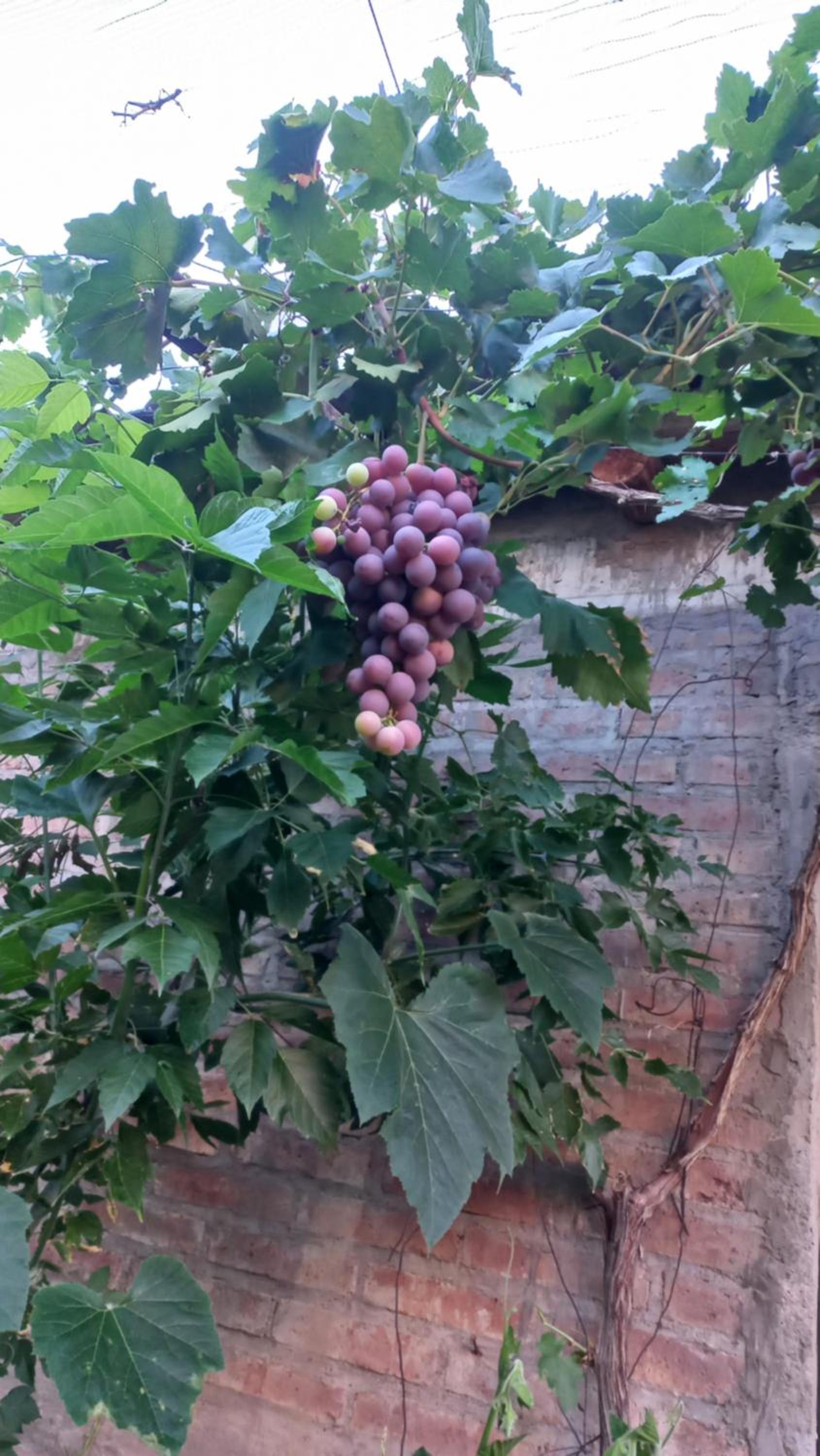 Casa Los Frutales San Rafael