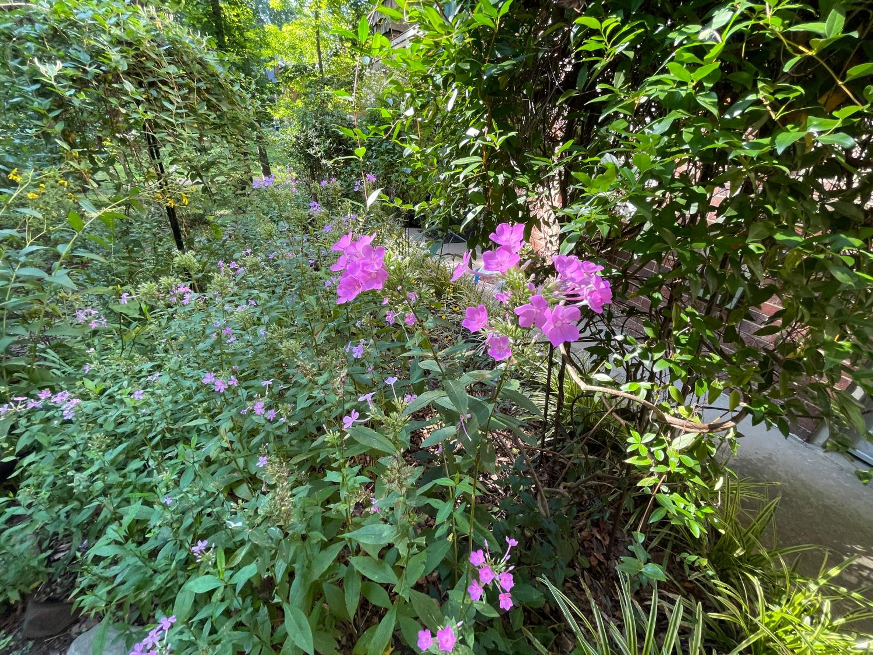 Mary's Place - Studio surrounded by nature but close to High Point