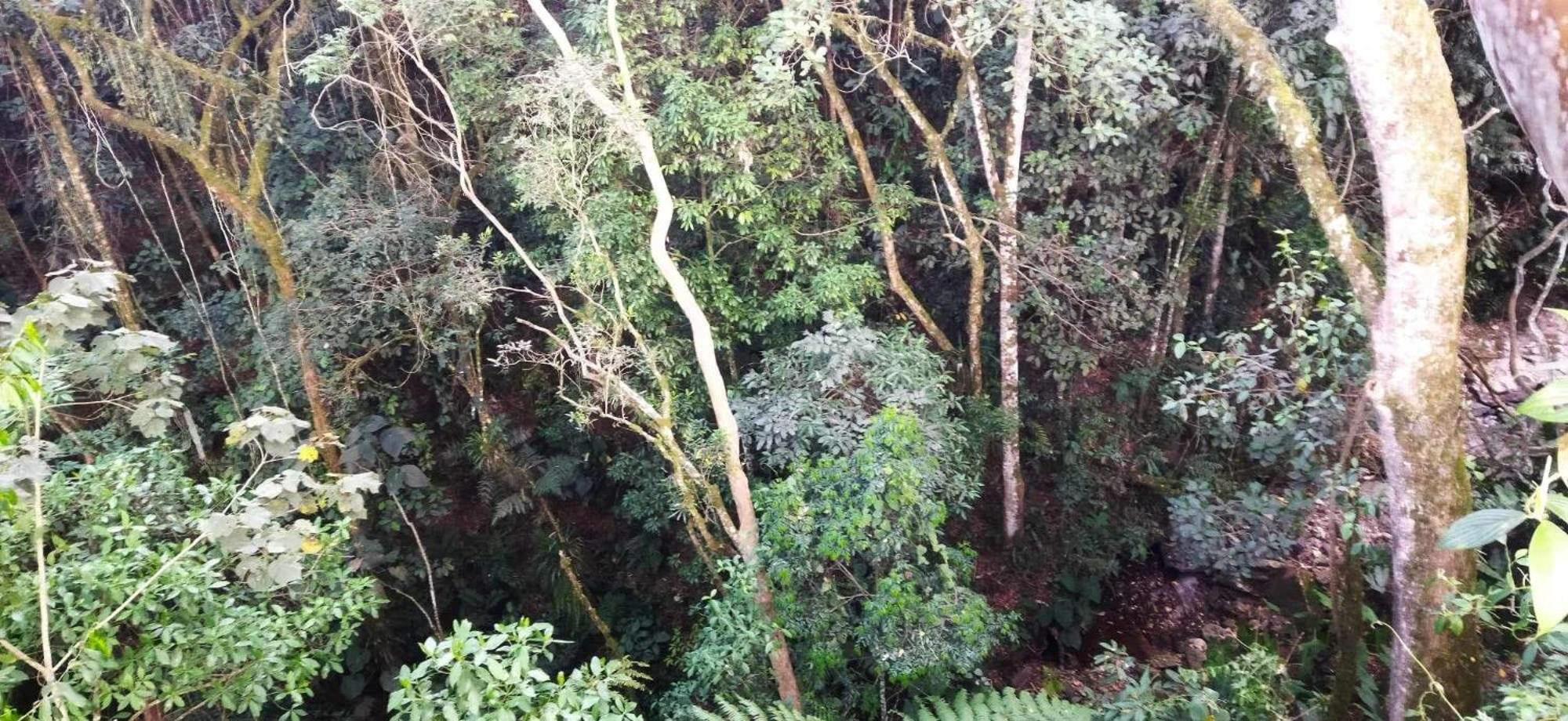 Cabaña El Pino