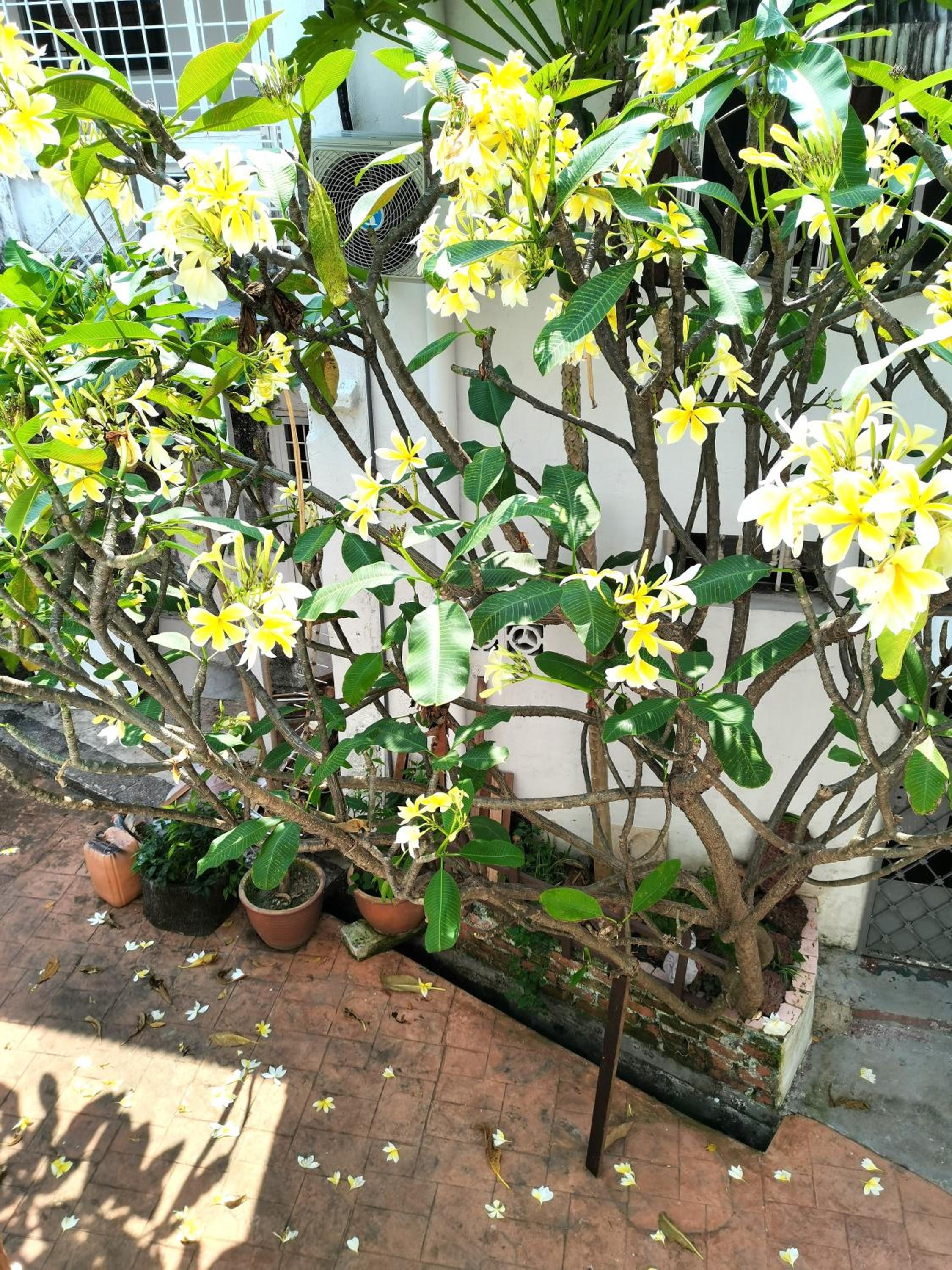 Mori Jonker Homestay