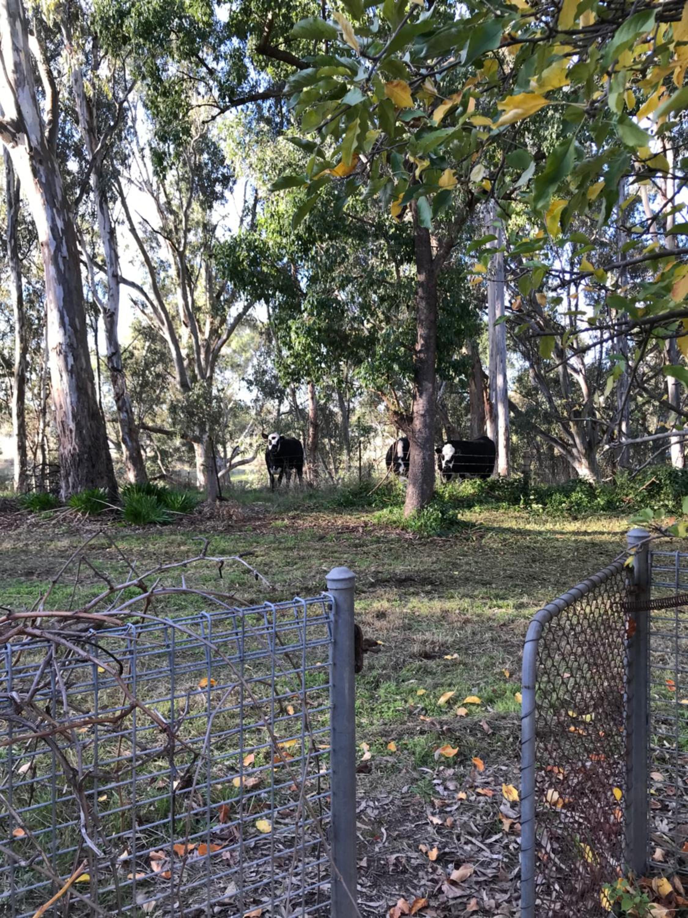 Swanpool - Serendipity House