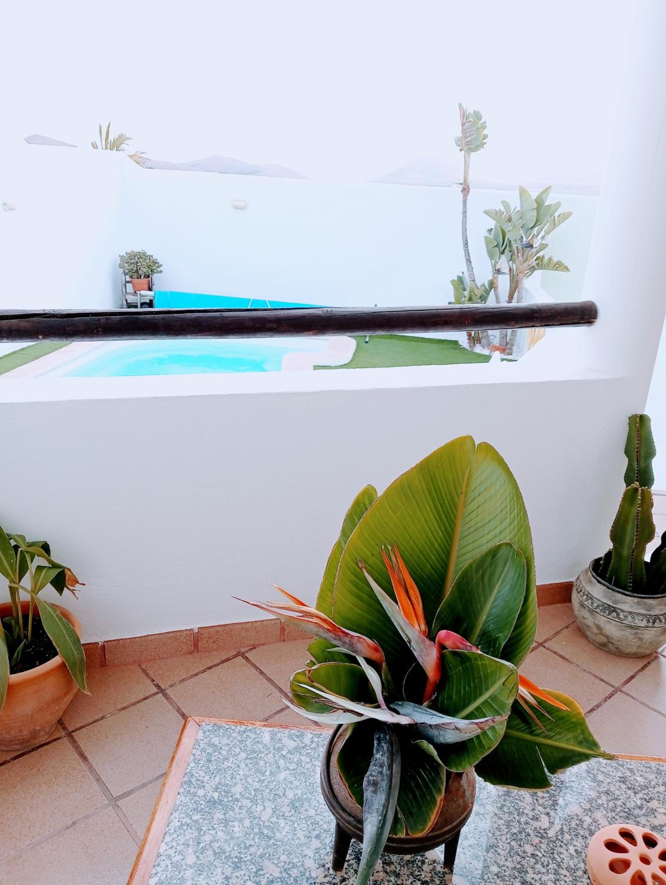 Casa Strelitzia