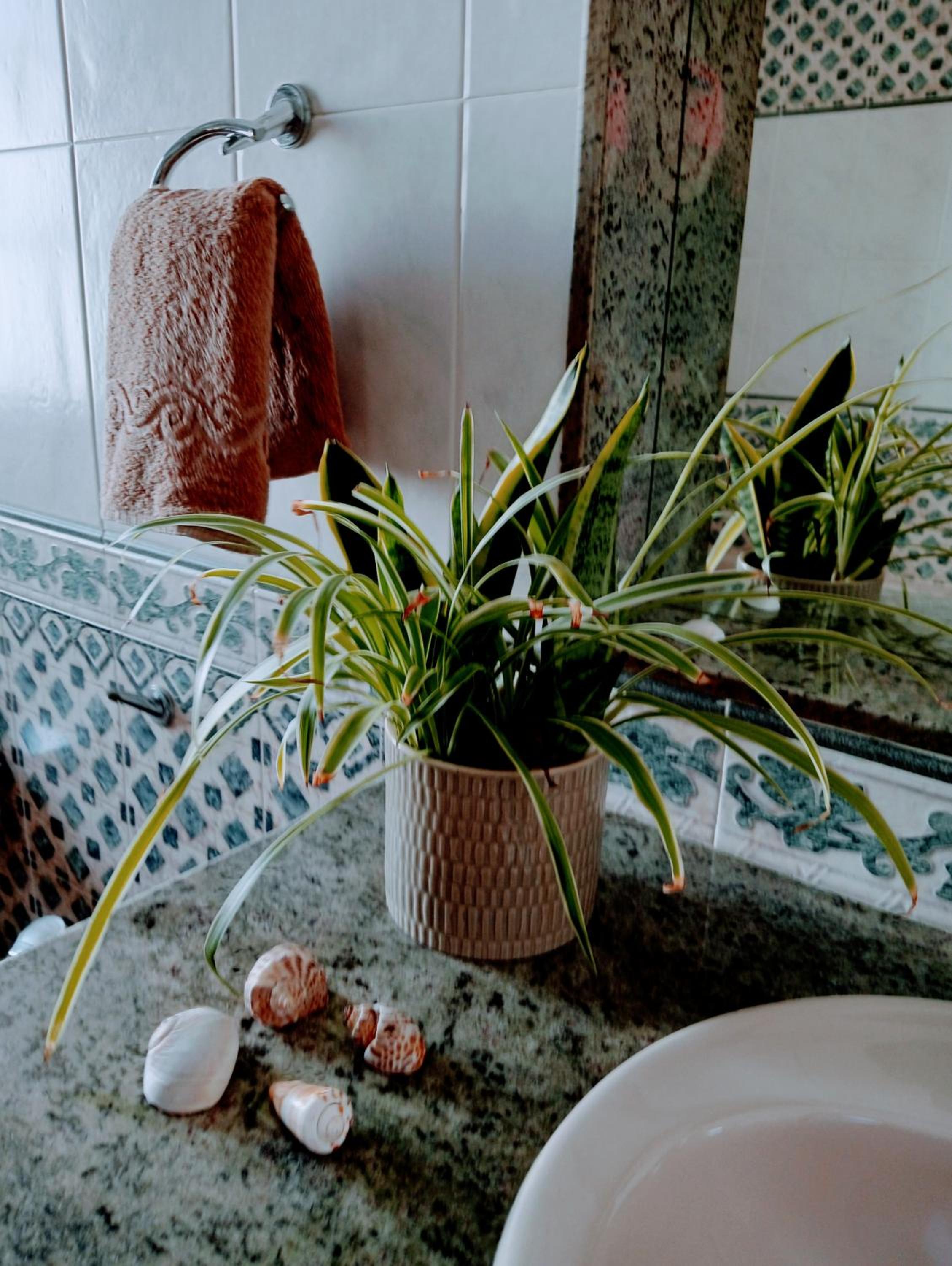 Casa Strelitzia