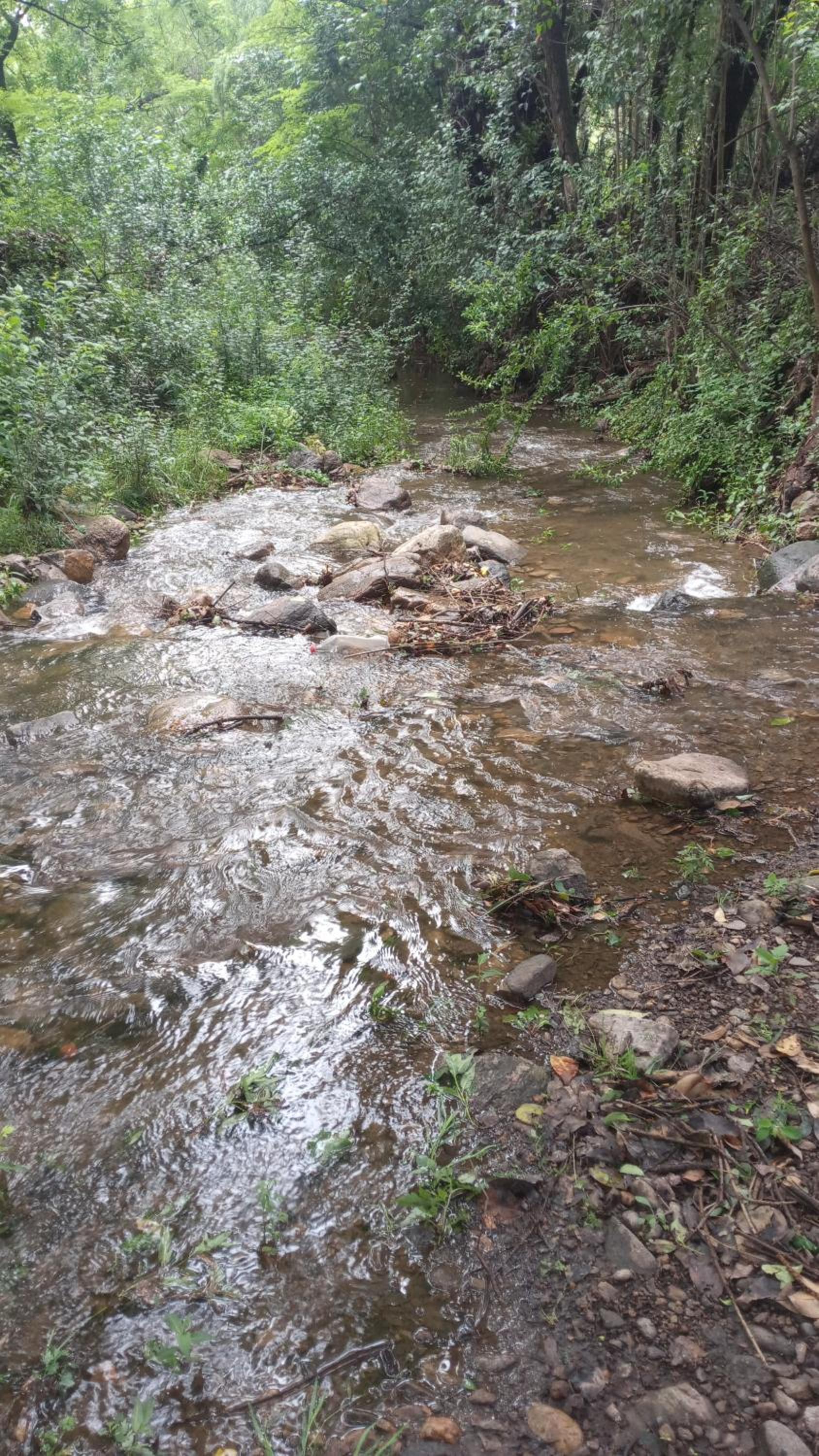 Raíces de la Estancia