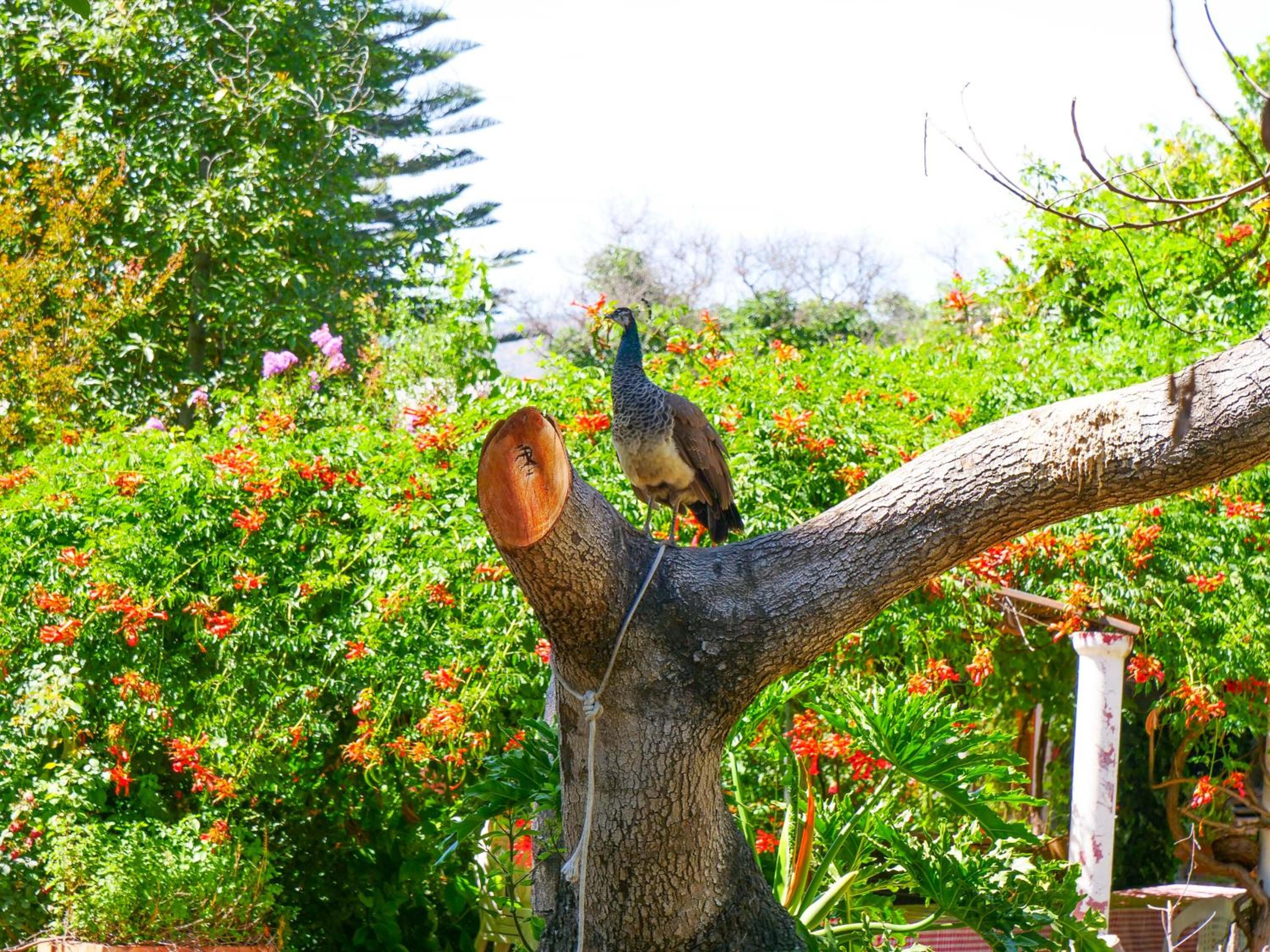 Alojamiento Rural Casa Quinta Peumayen