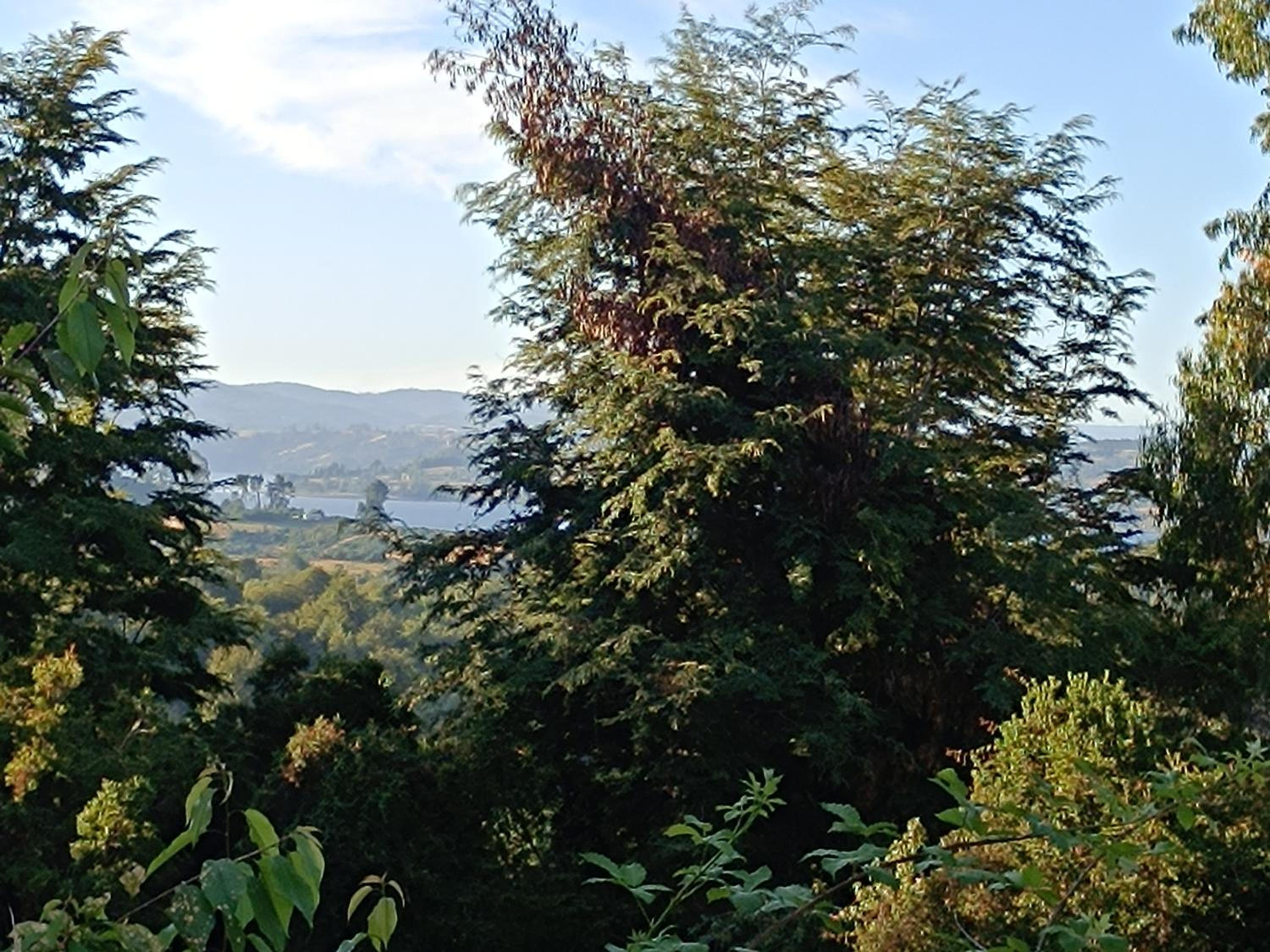El Castaño