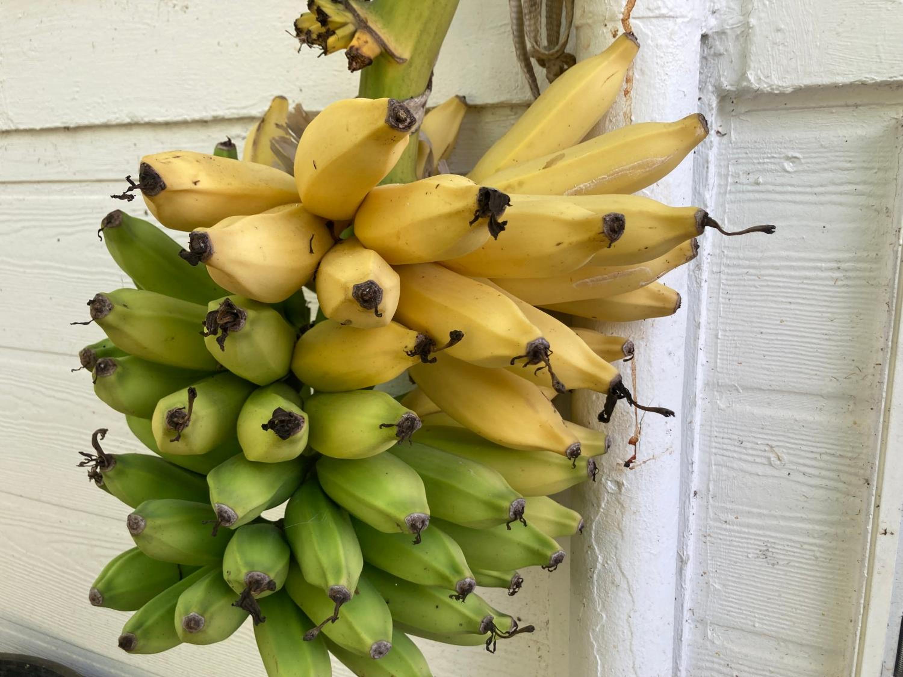 Hilo Bay Oceanfront Bed and Breakfast