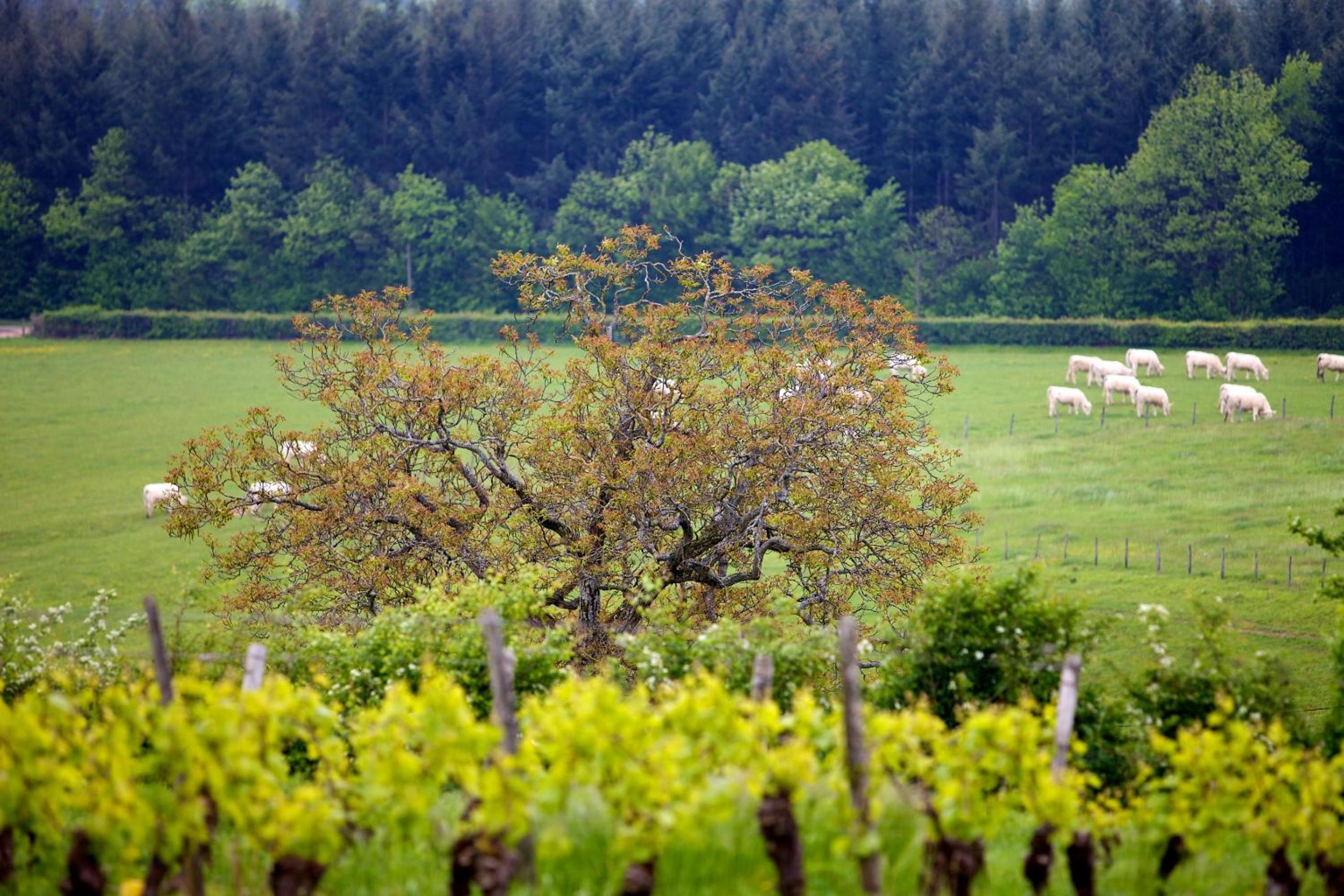 Domaine Joseph LAFARGE Wine Resort Oeno-tonneaux expérience