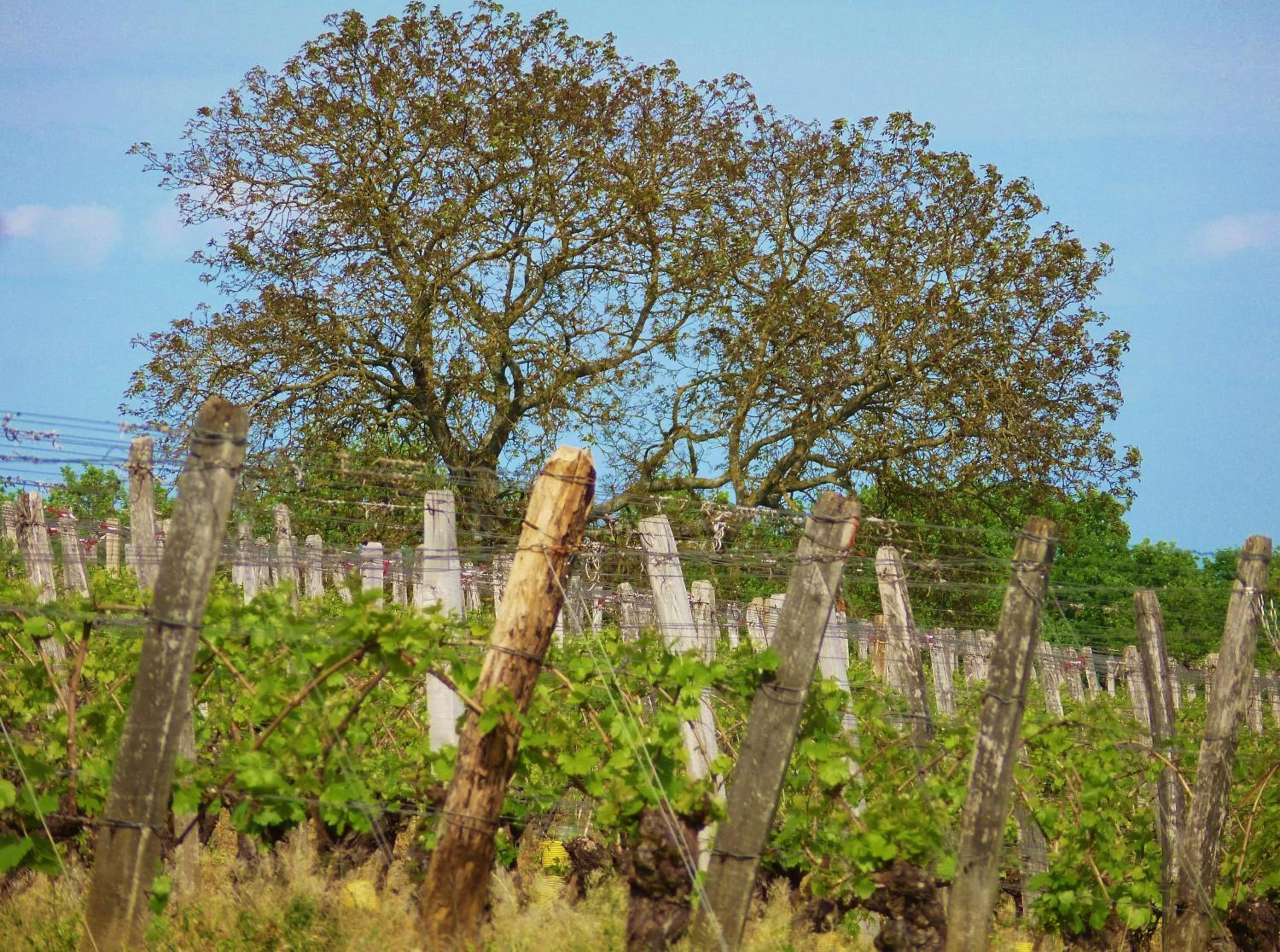 Domaine Joseph LAFARGE Wine Resort Oeno-tonneaux expérience