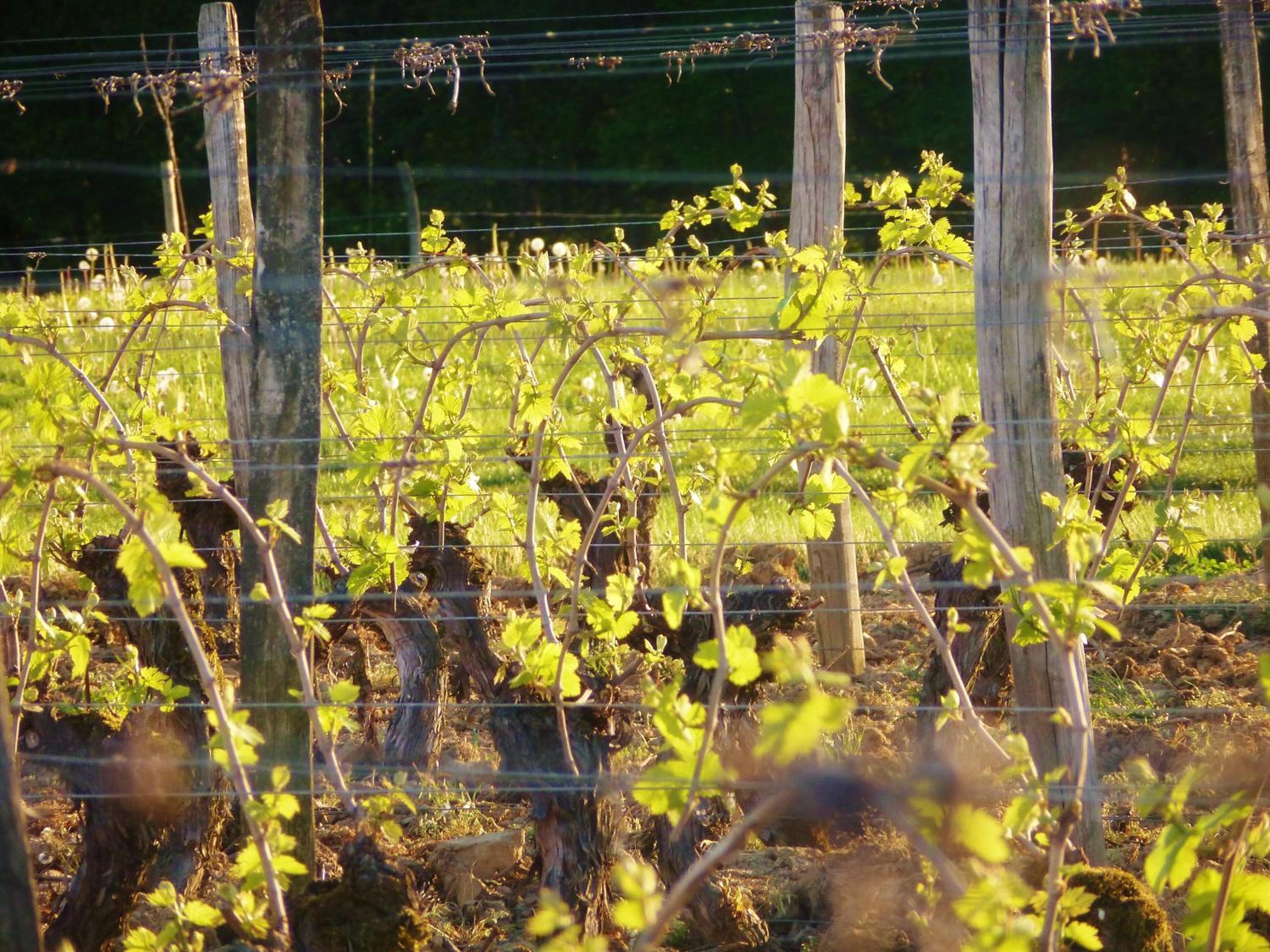 Domaine Joseph LAFARGE Wine Resort Oeno-tonneaux expérience