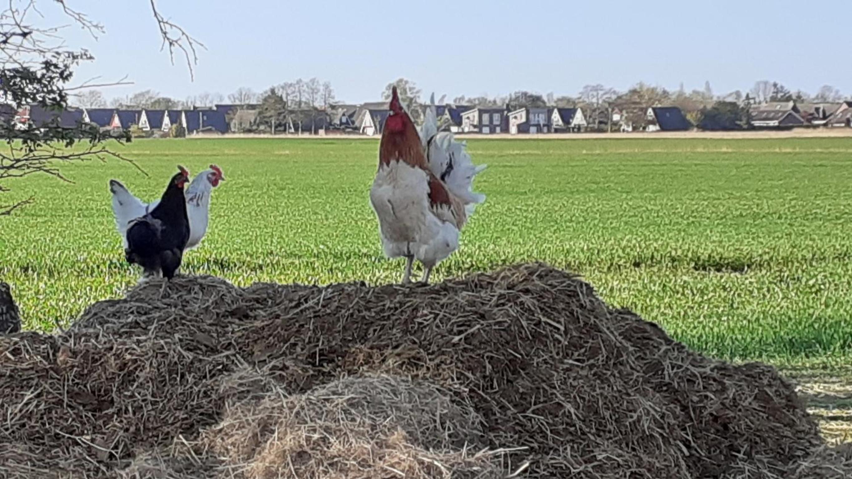 Grosszügige Ferienwohnung in Ostfriesland