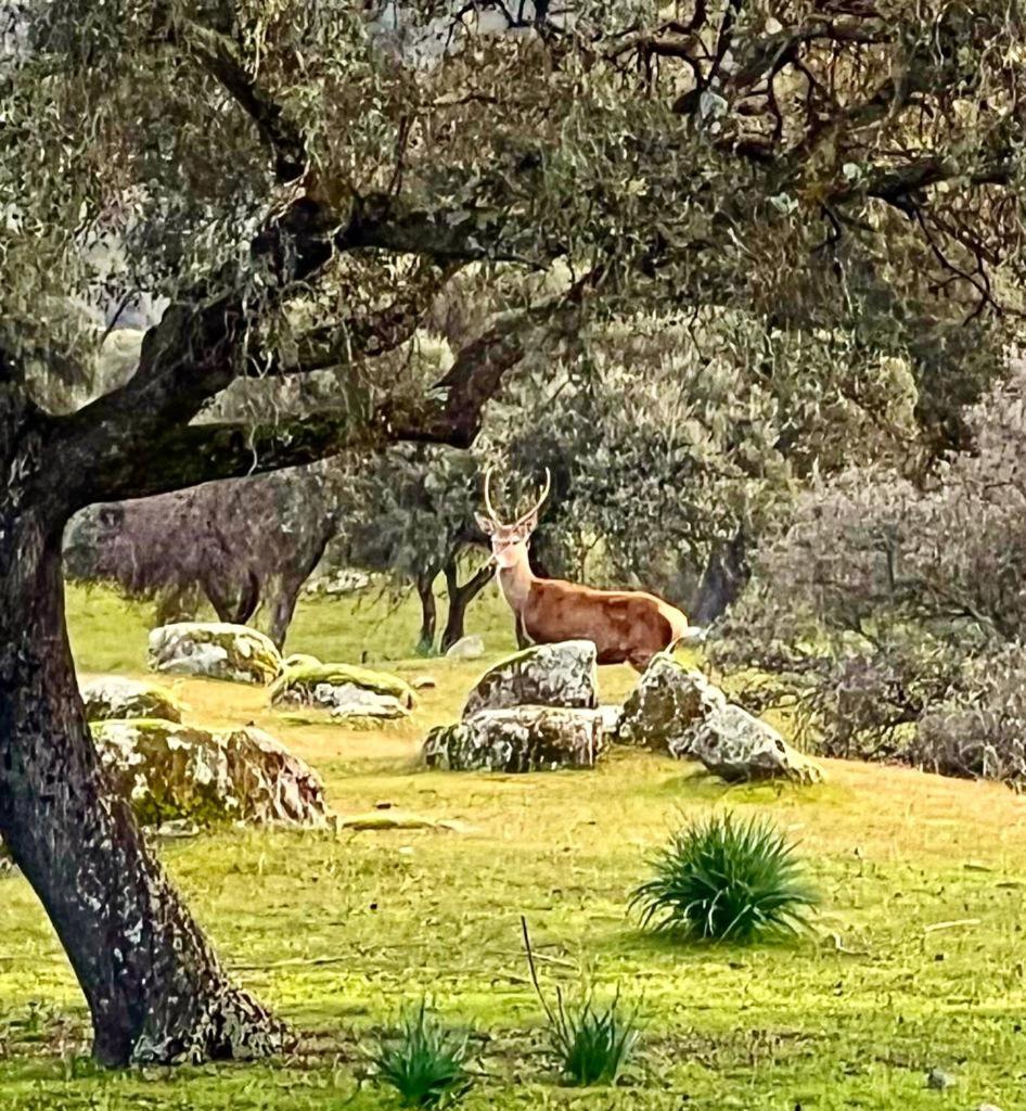 Casa Rural Verde Oliva