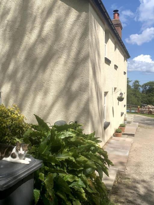 Cosy Two Bedroom Cottage with Fireplace, photo 18