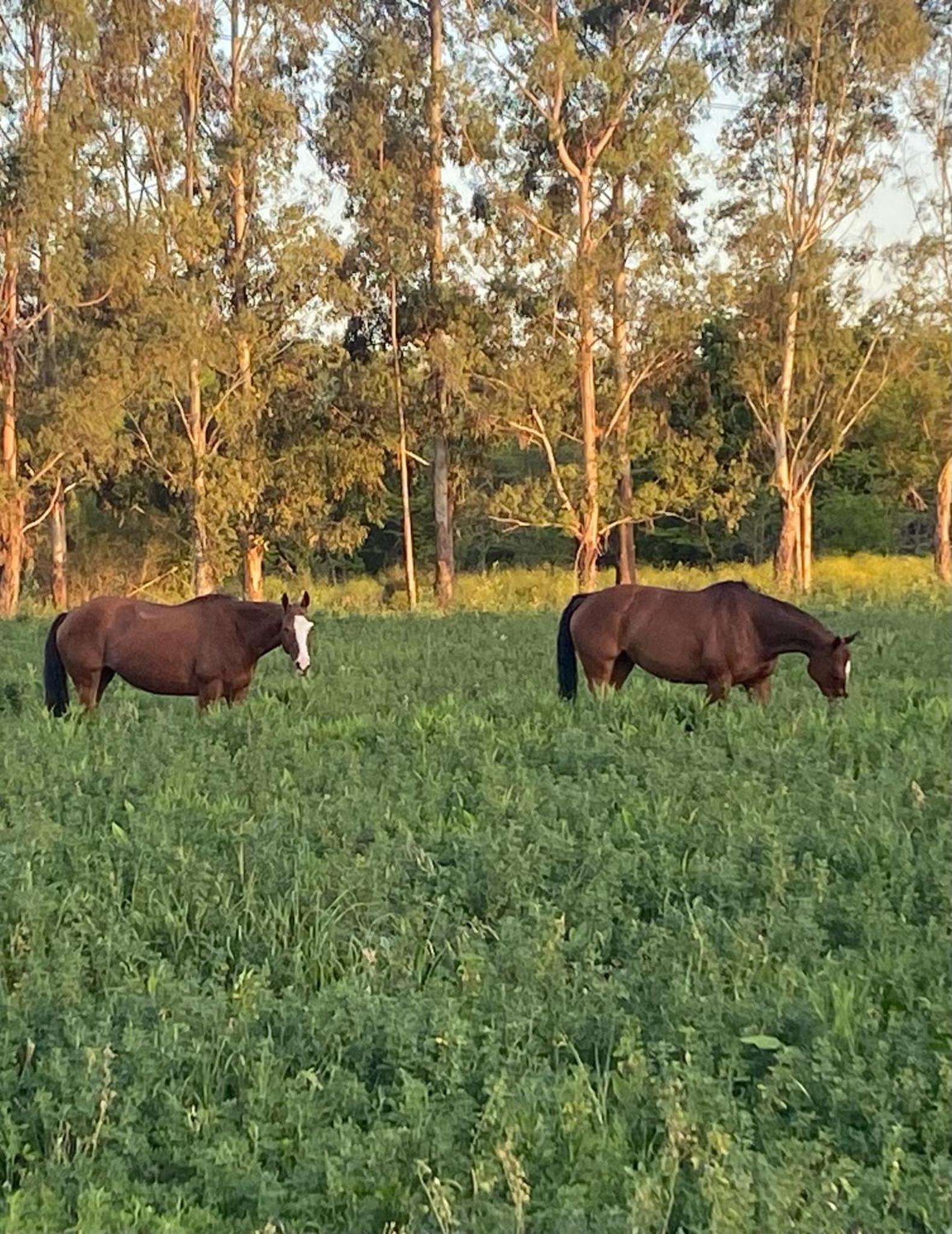 Casa de Campo en LA GUAPEADA POLO, Pilar