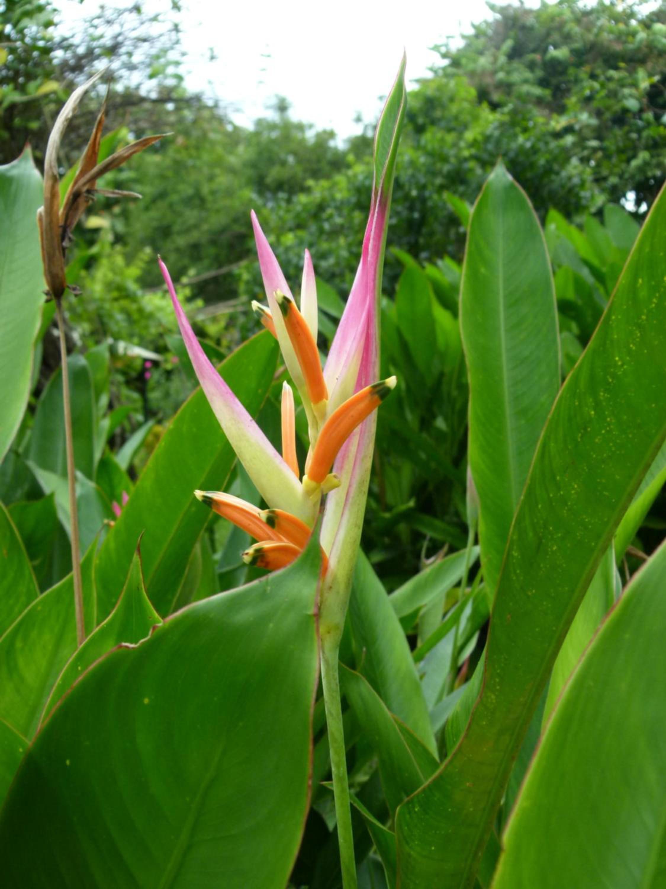 Jardines del Golfo