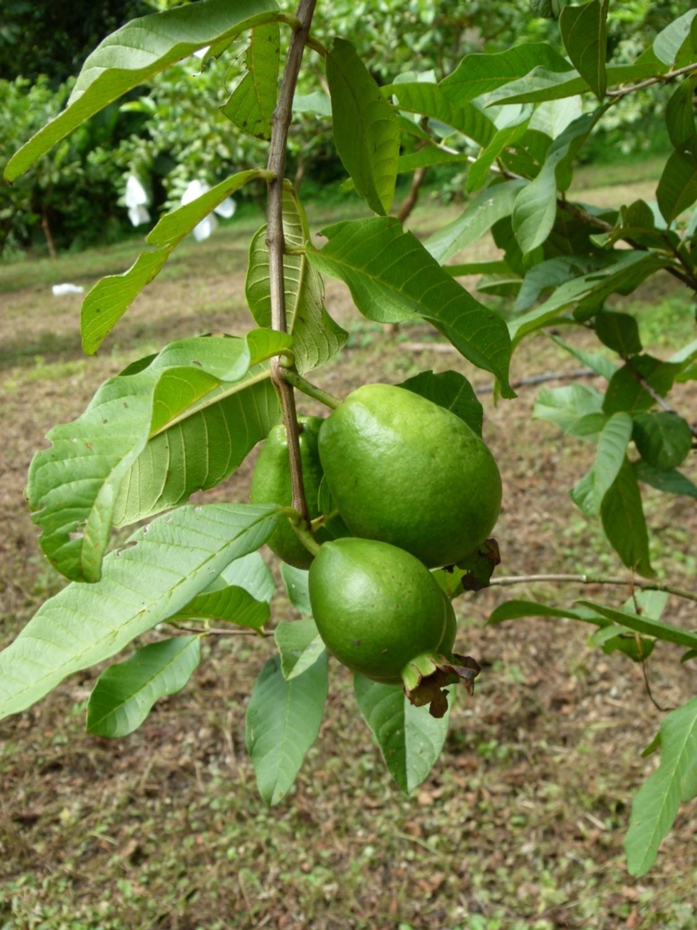 Jardines del Golfo