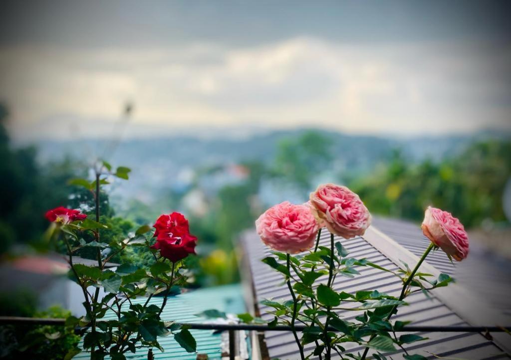 Bird Nest - Hanthana view 5