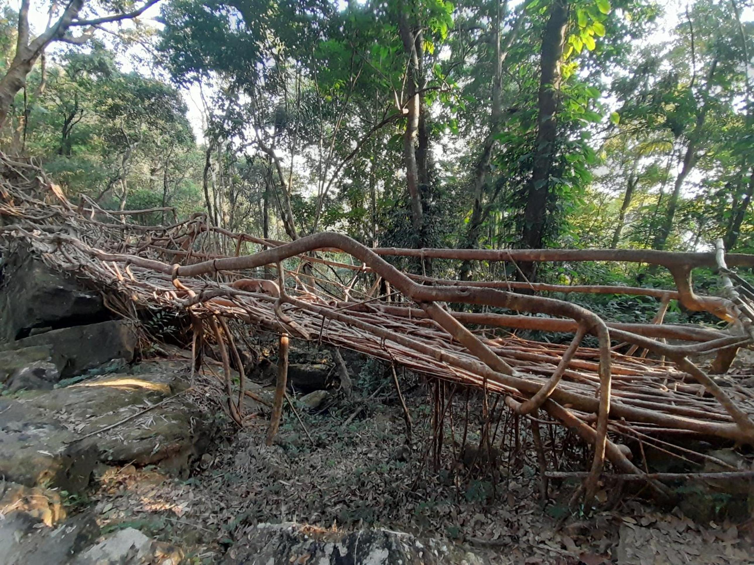 Living Roots Lodge