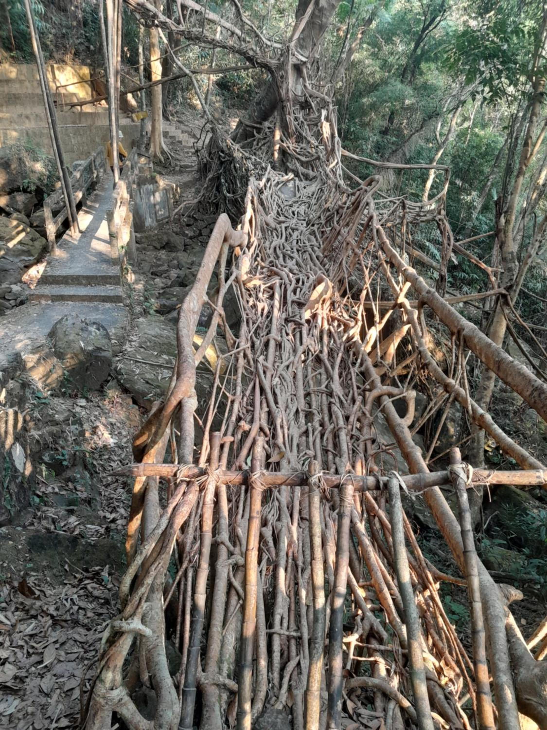 Living Roots Lodge