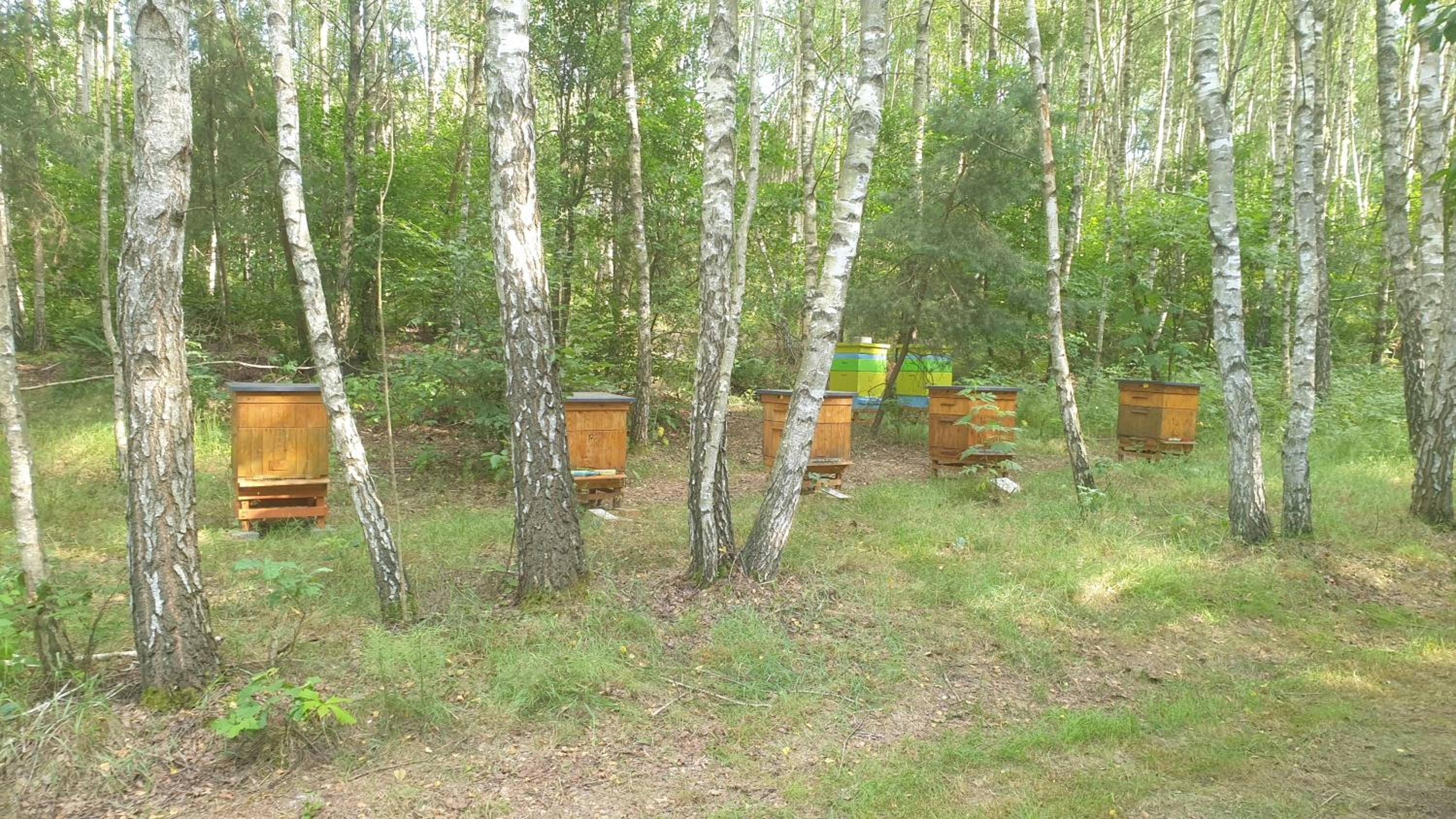 Photo 42