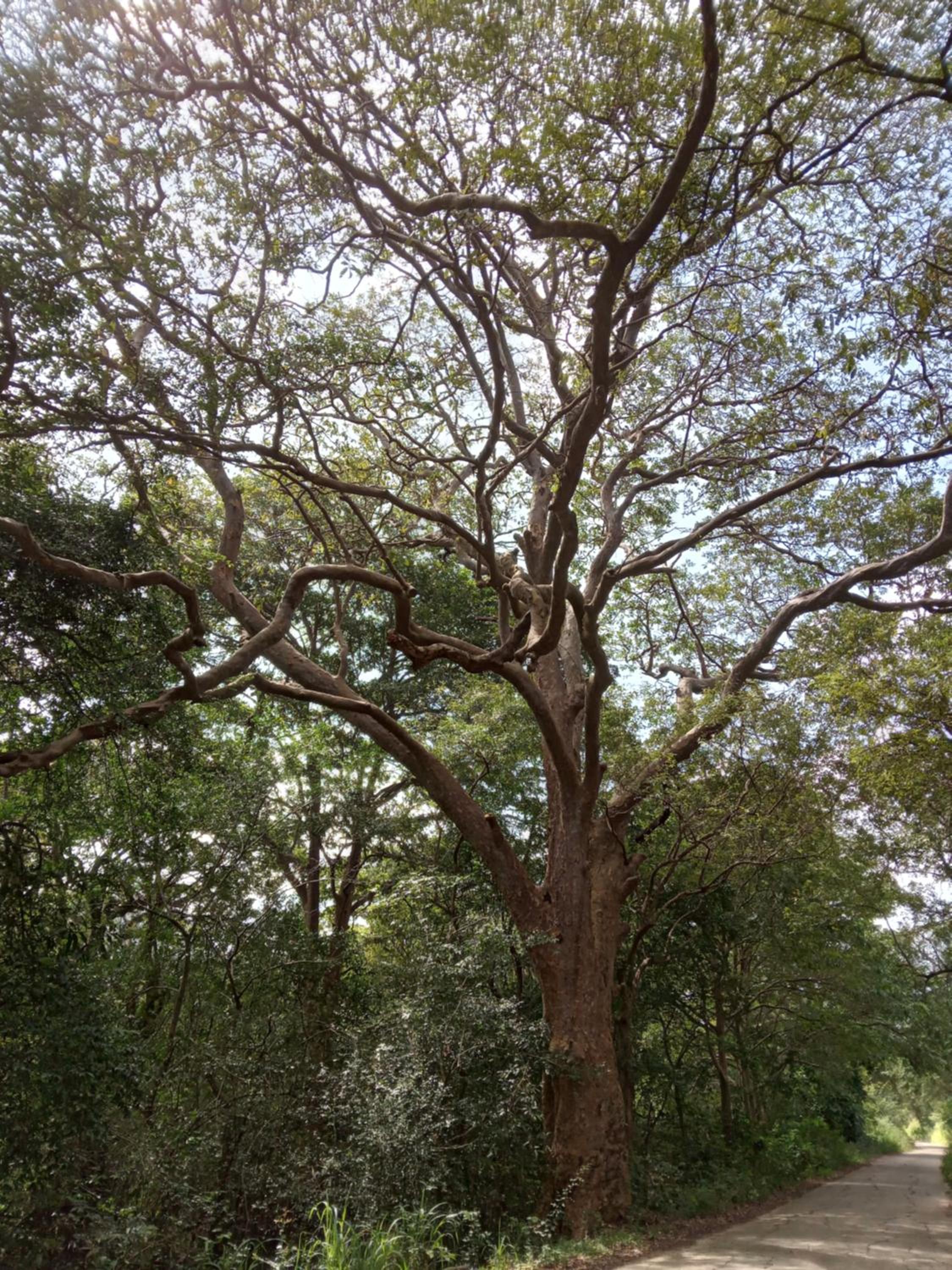 Nirwana Resort