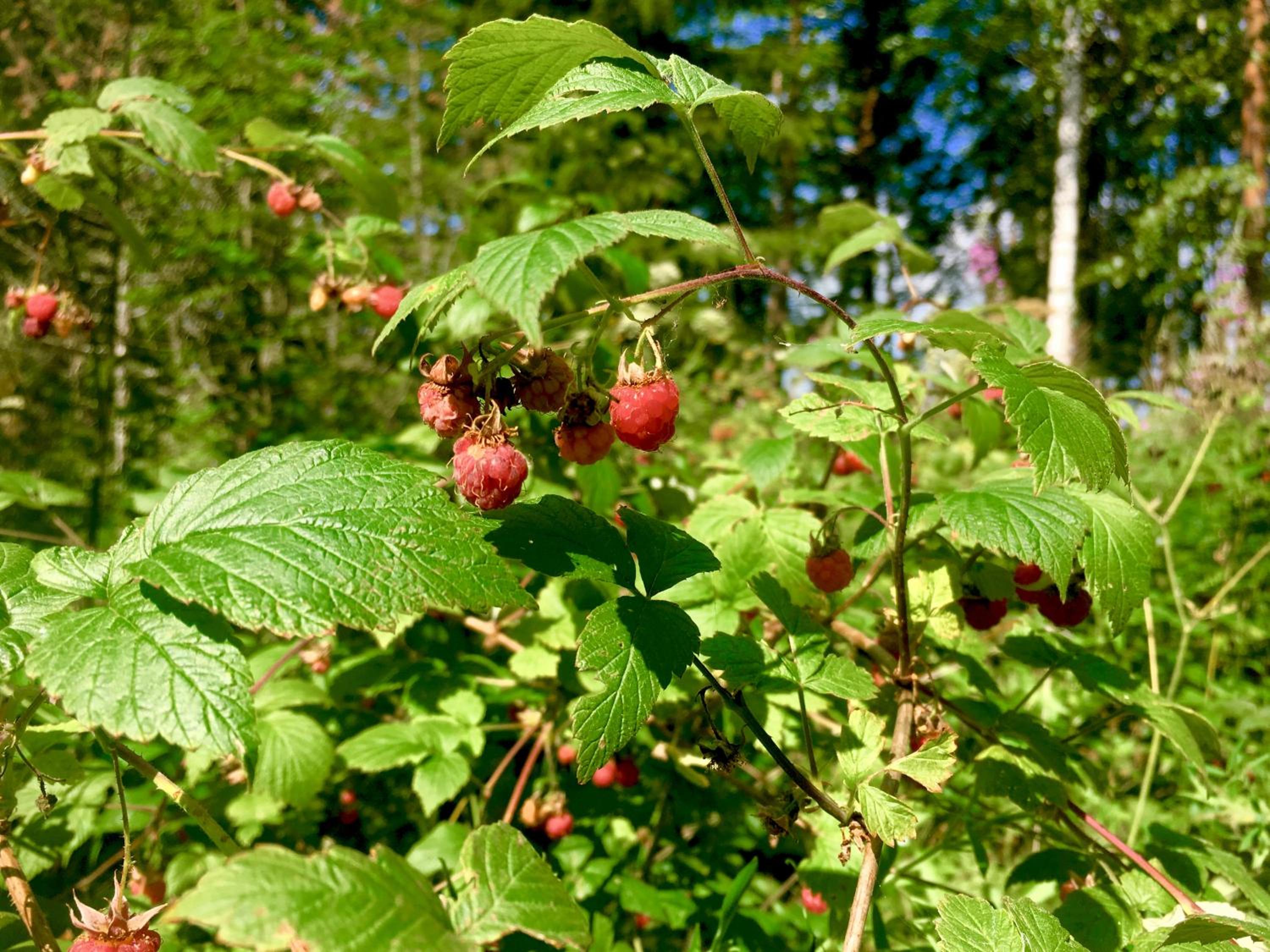 Blueberry Villa at Saimaa Lakeside