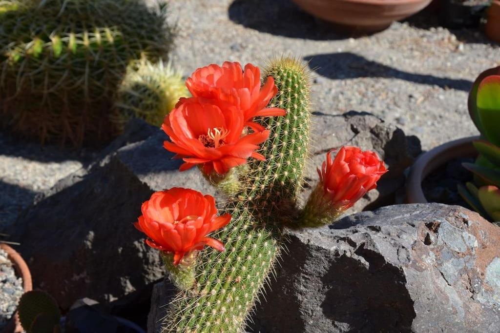 Absolute peace north villa by the volcanic slopes photo 2