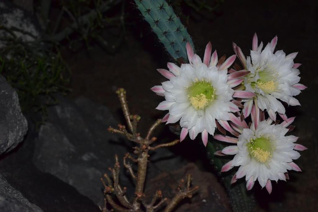 Absolute peace north villa by the volcanic slopes photo 3