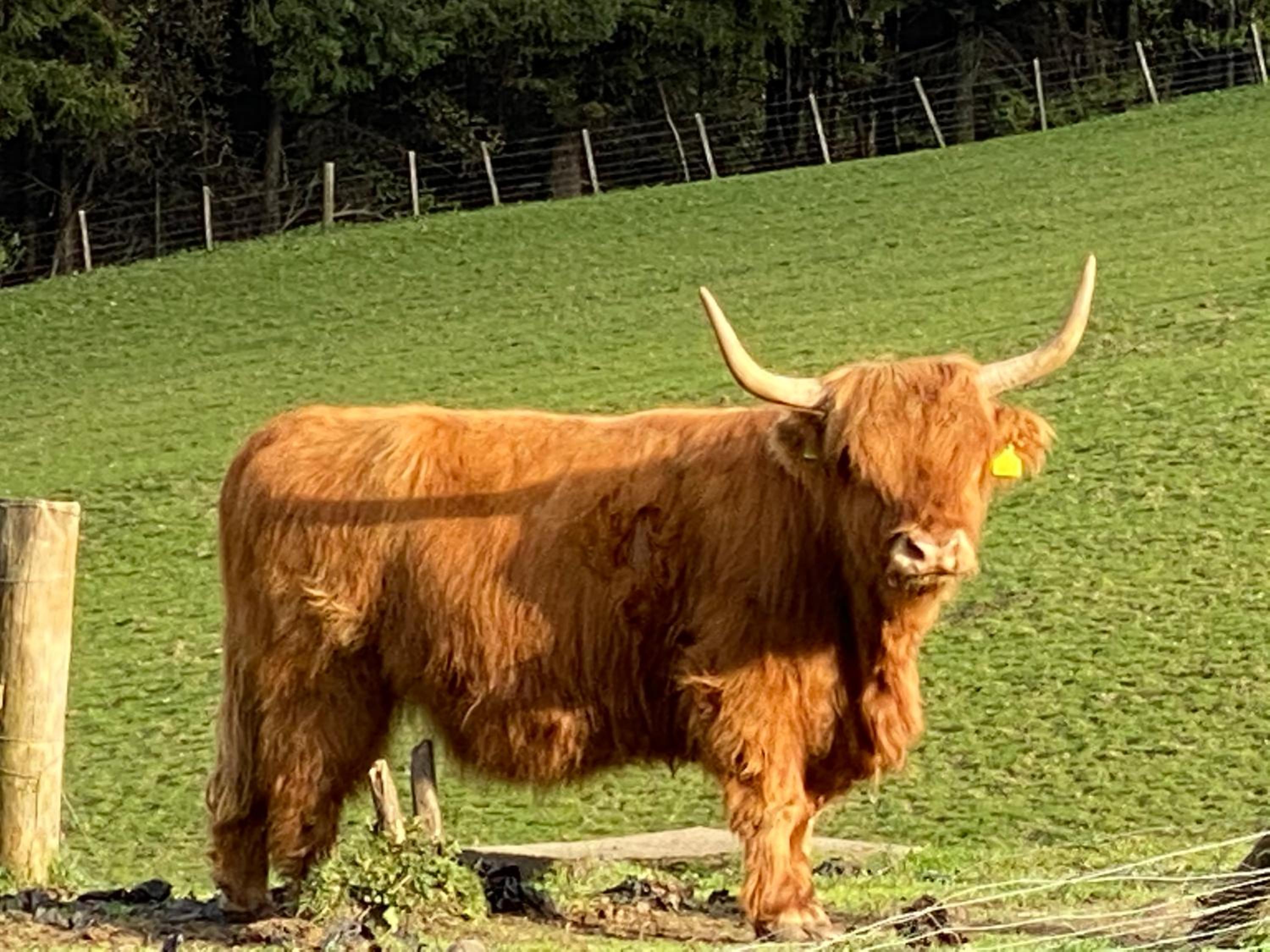 Lyngarrie