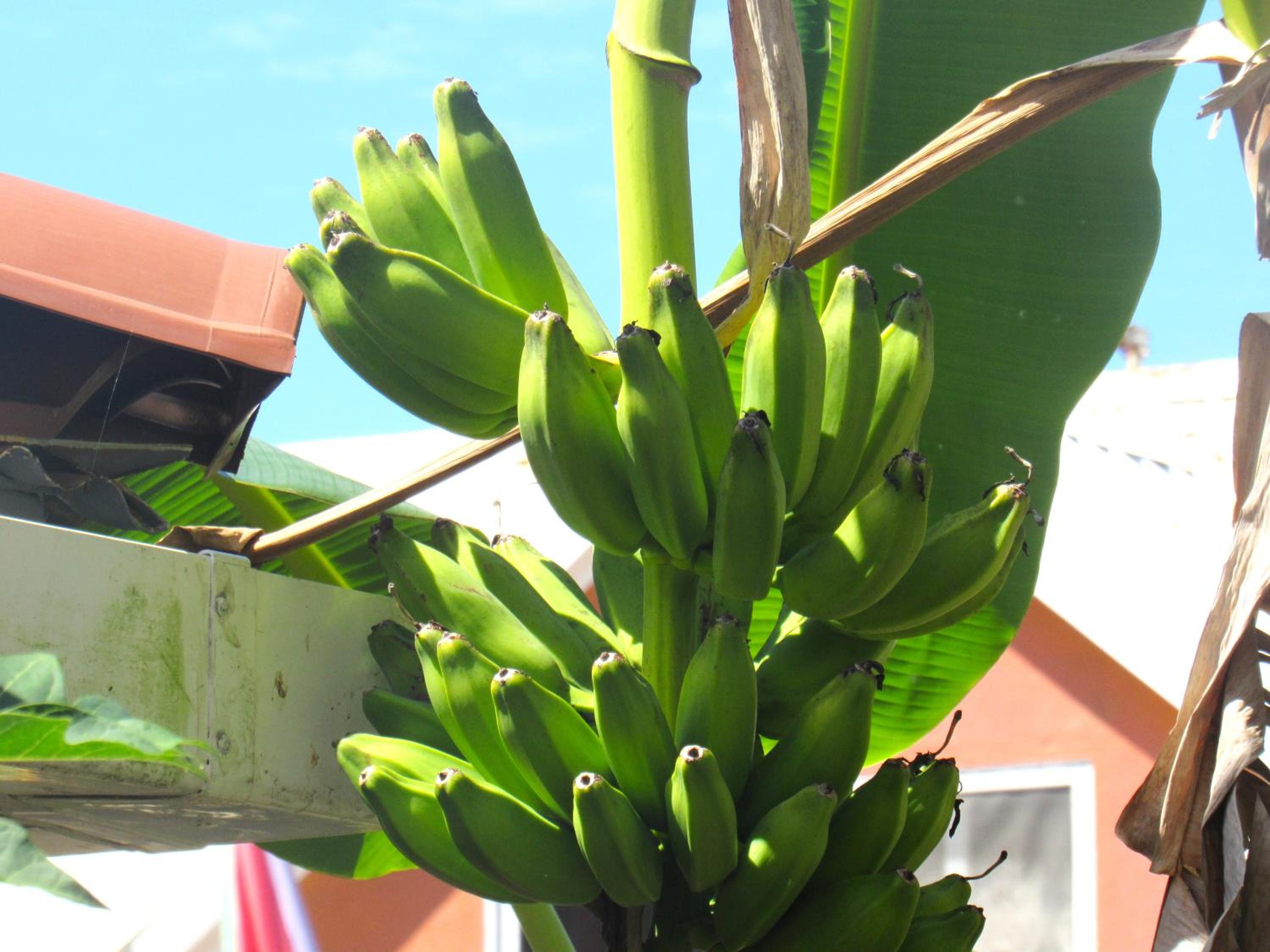 Casa Pacifico Panama
