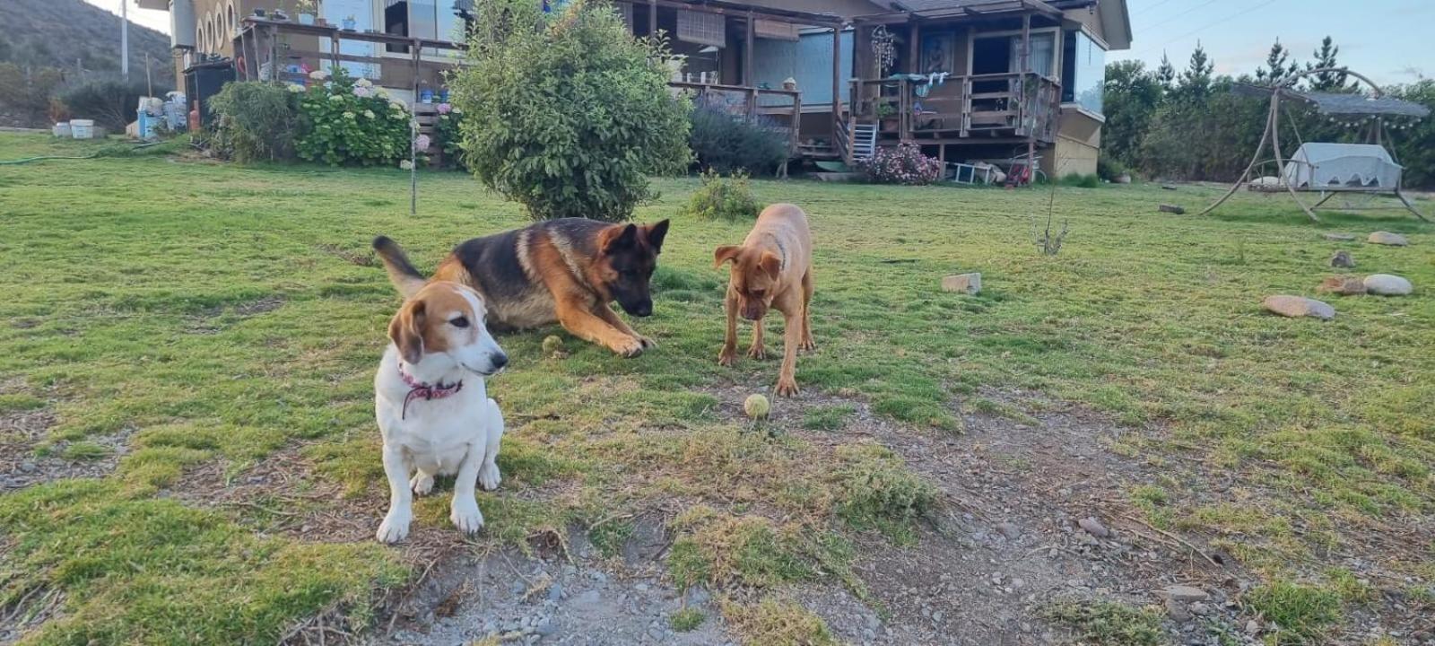 Cabaña, quincho, piscina y hermosas estrellas La Serena Algarrobito