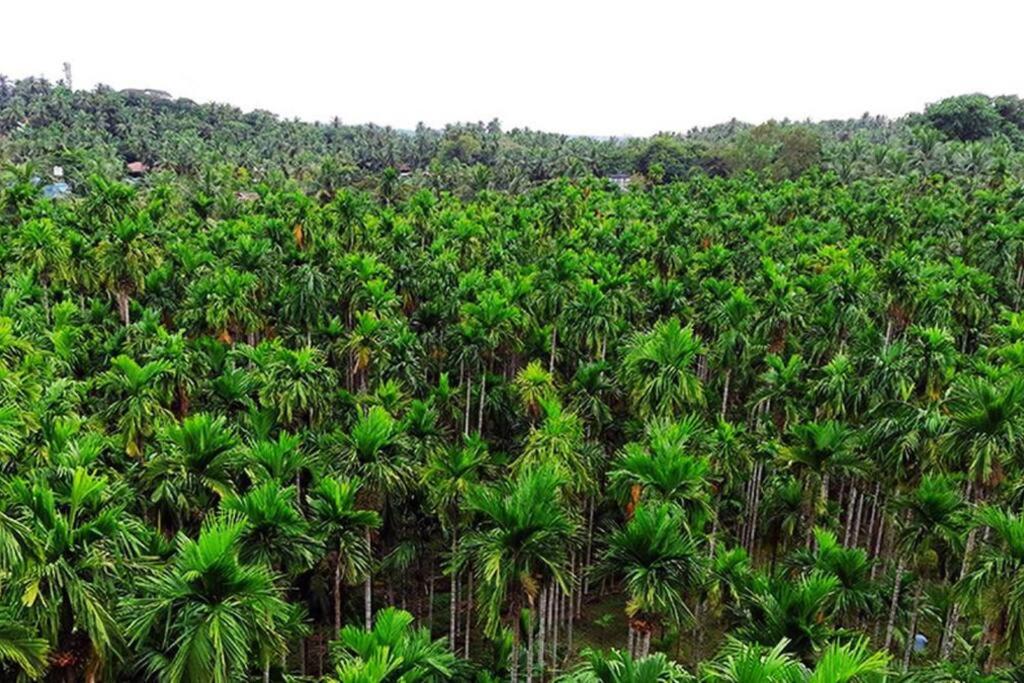 Areca Farm, Nature Stay view 3