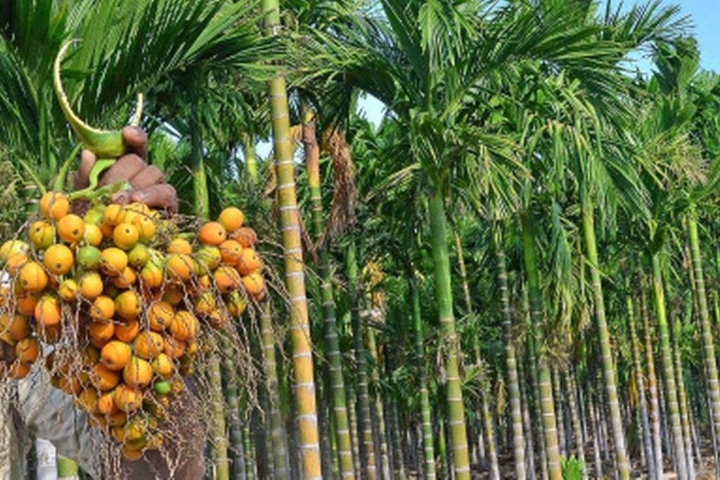 Areca Farm, Nature Stay view 4