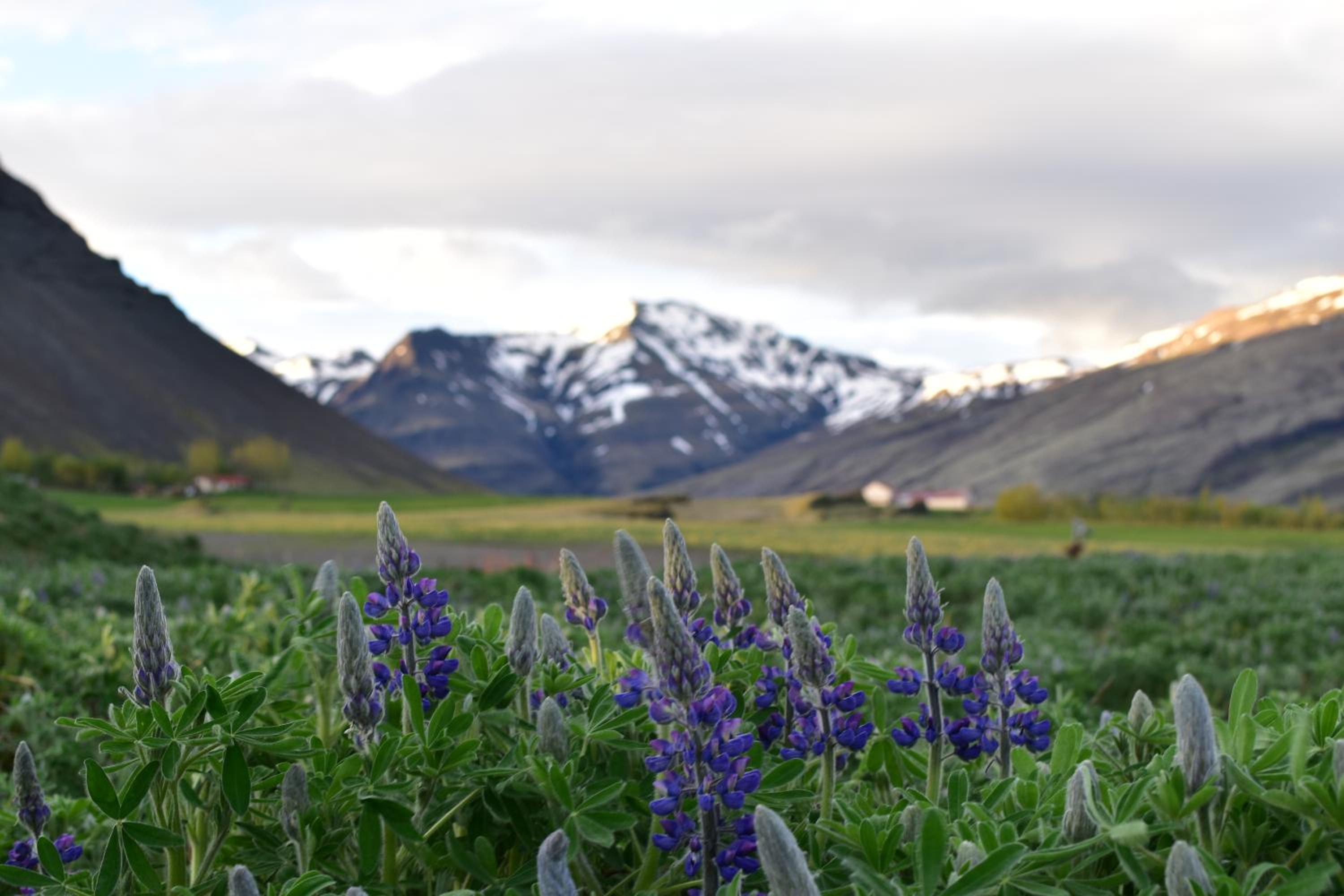 Glacier World - Hoffell Guesthouse