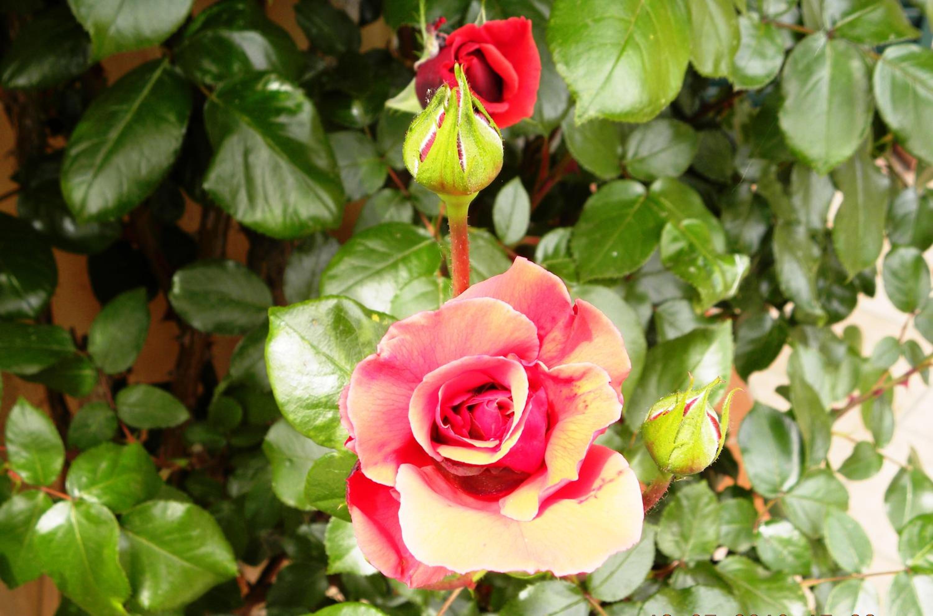 Photo 43