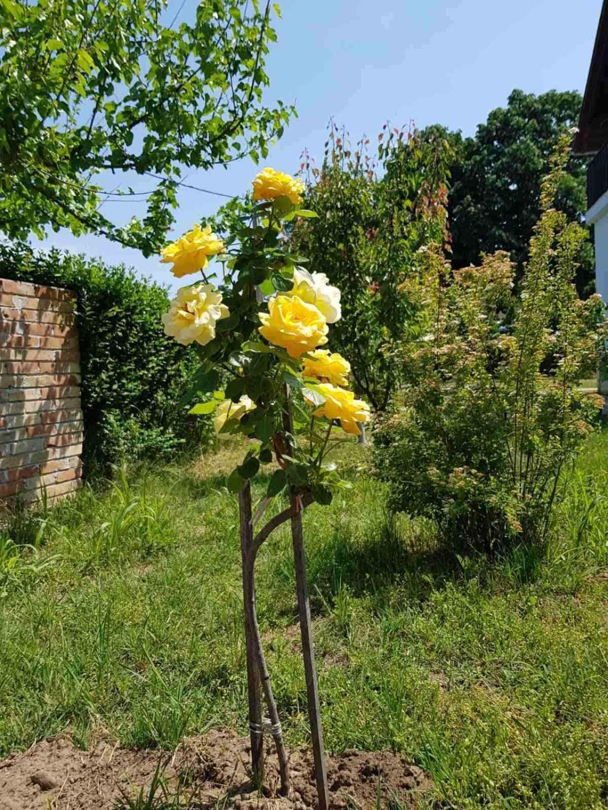 Photo 26