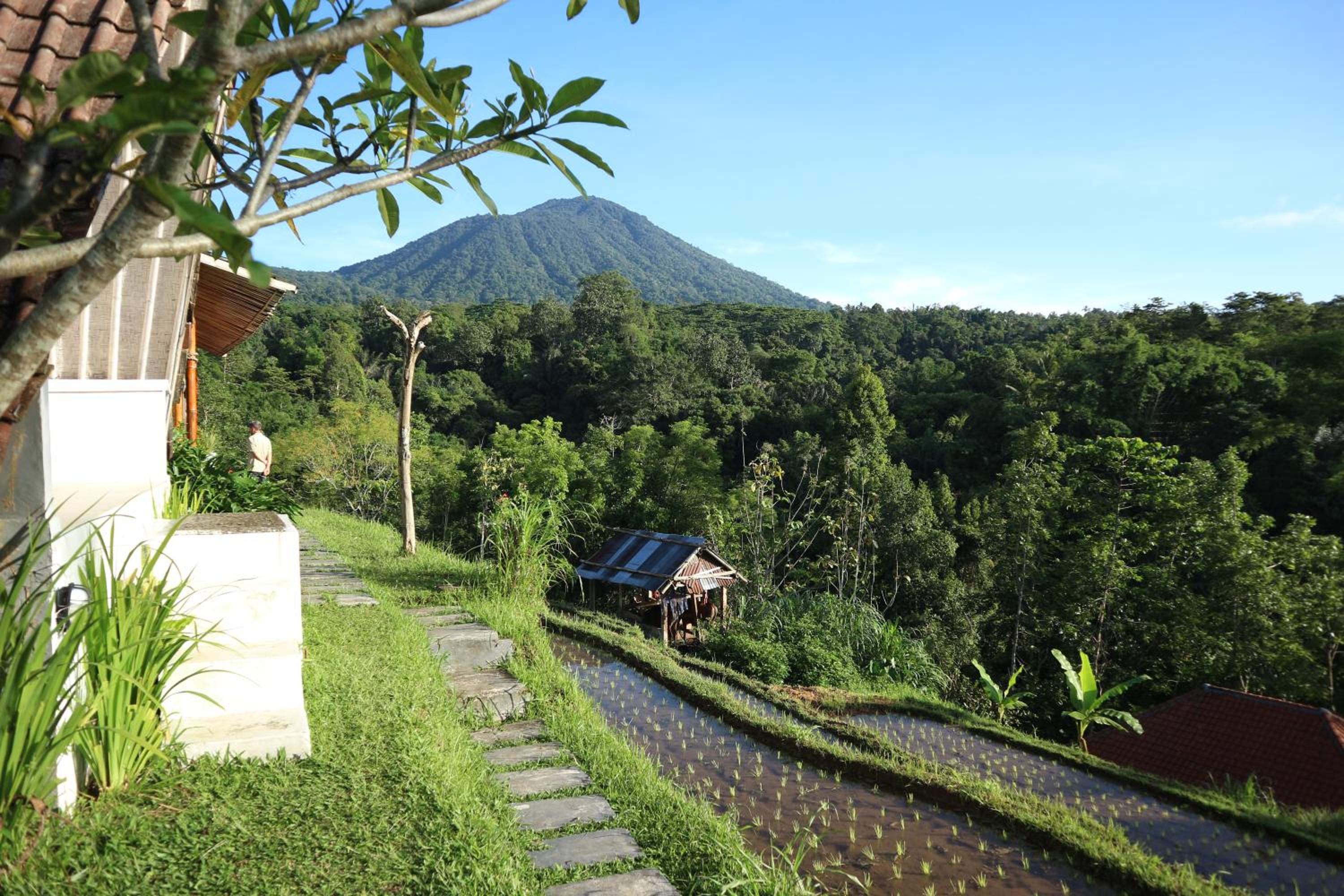 Padi Bali Jatiluwih by Manara view 4