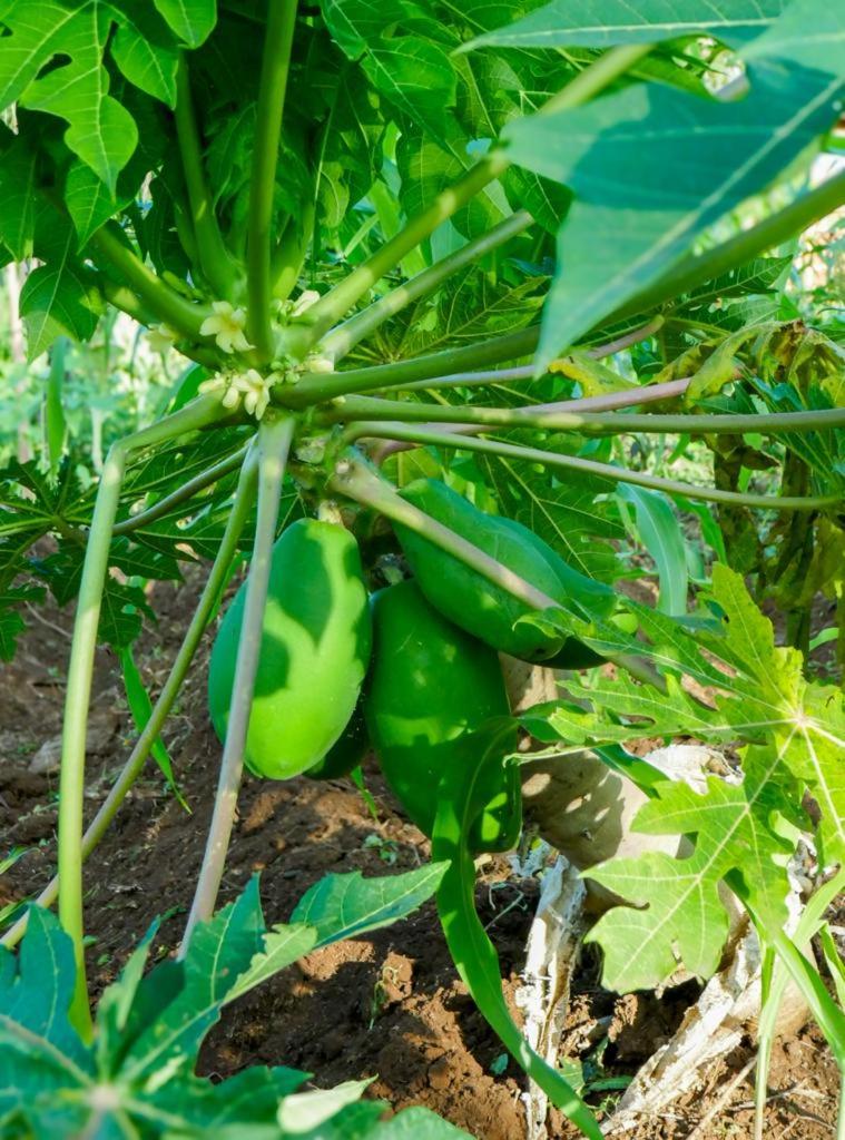 Kimashuku permaculture garden