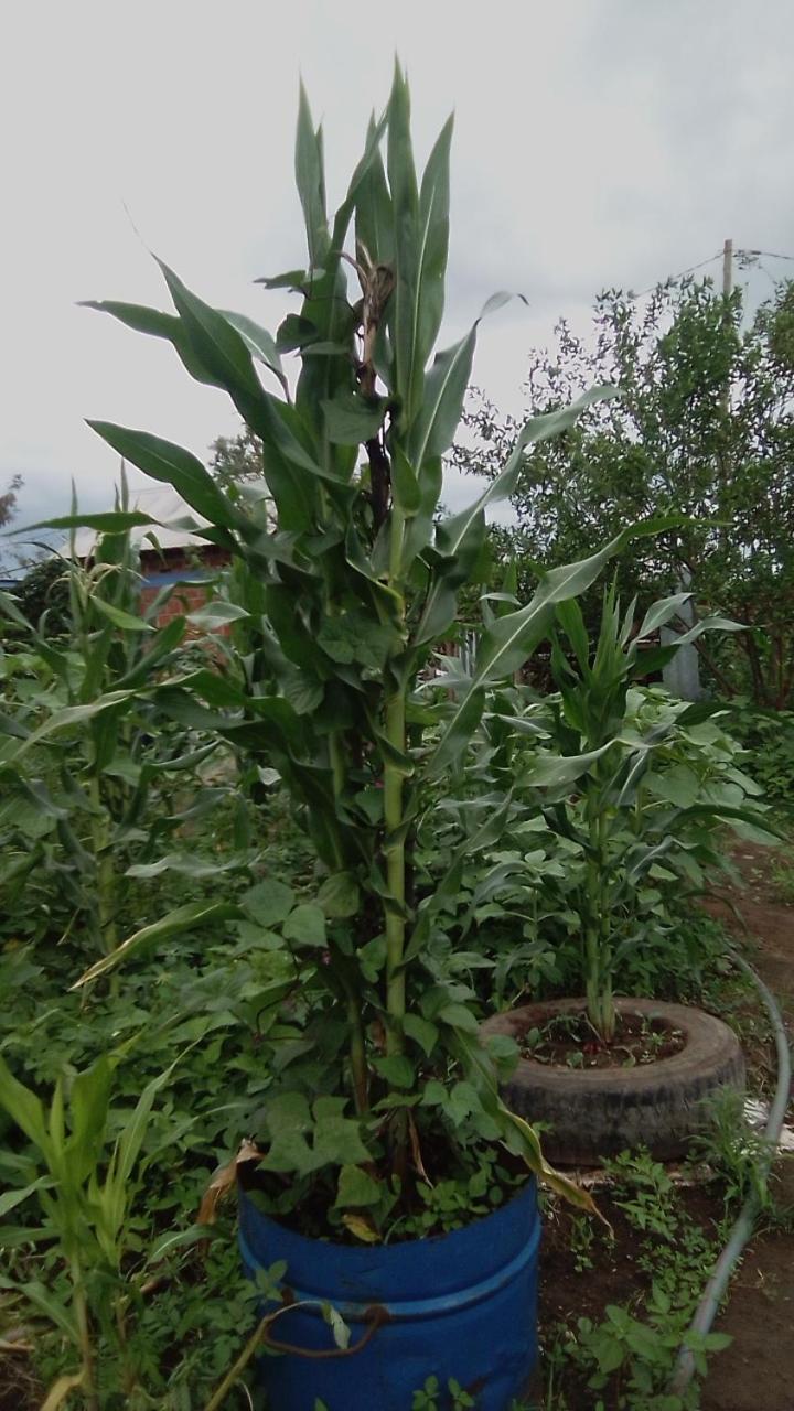 Kimashuku permaculture garden