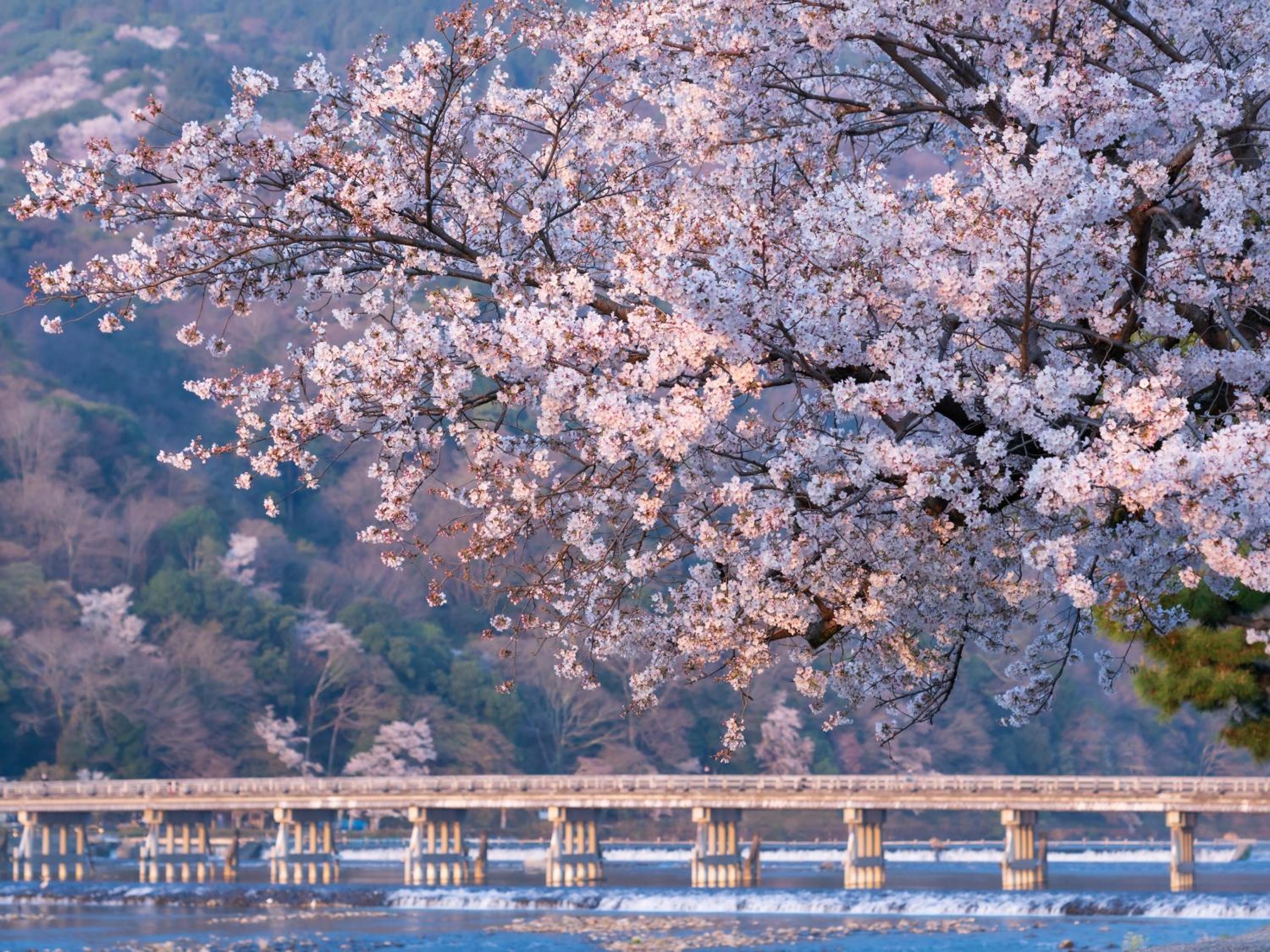 THE BLOSSOM KYOTO-2