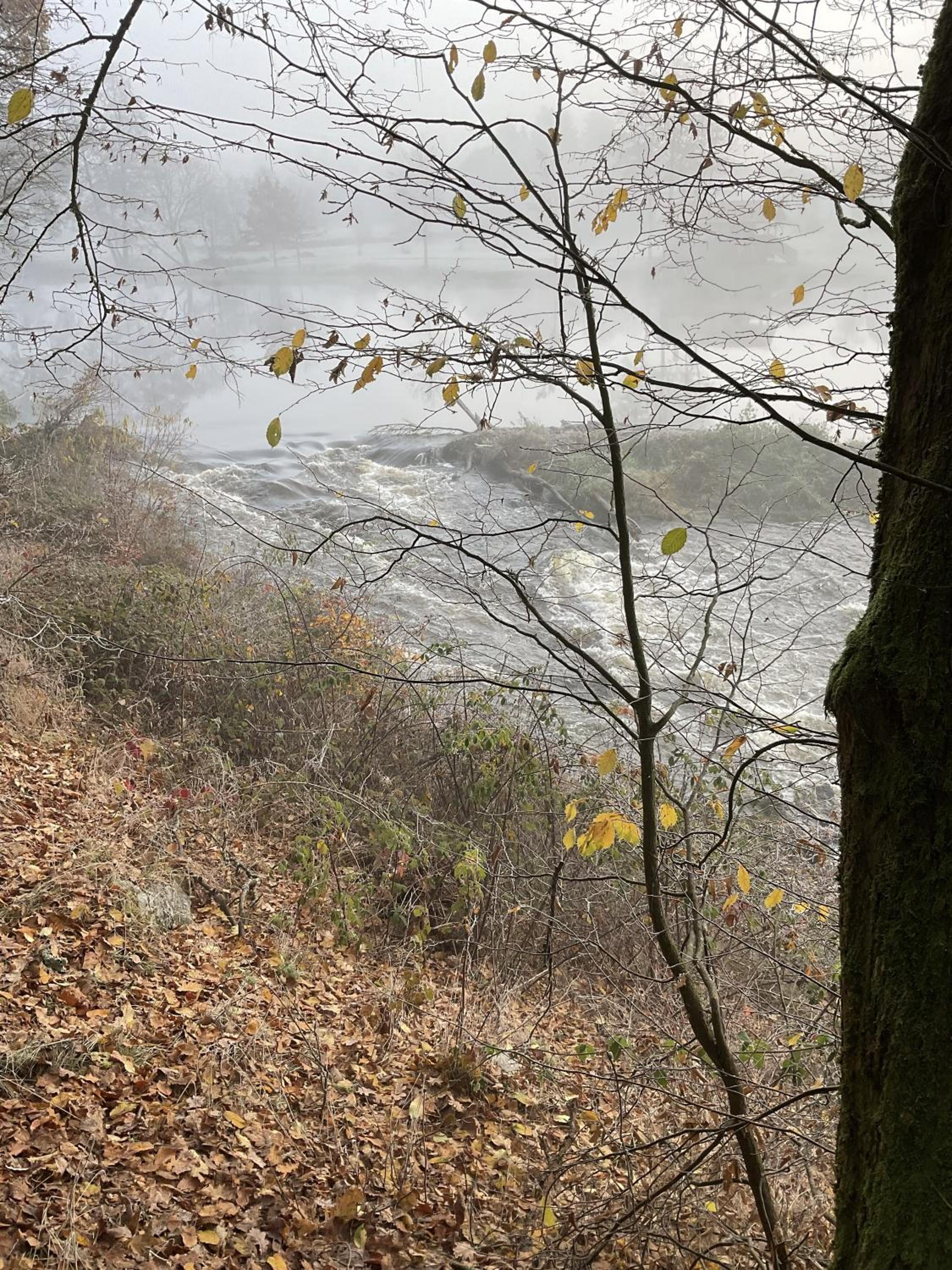 Auenwald