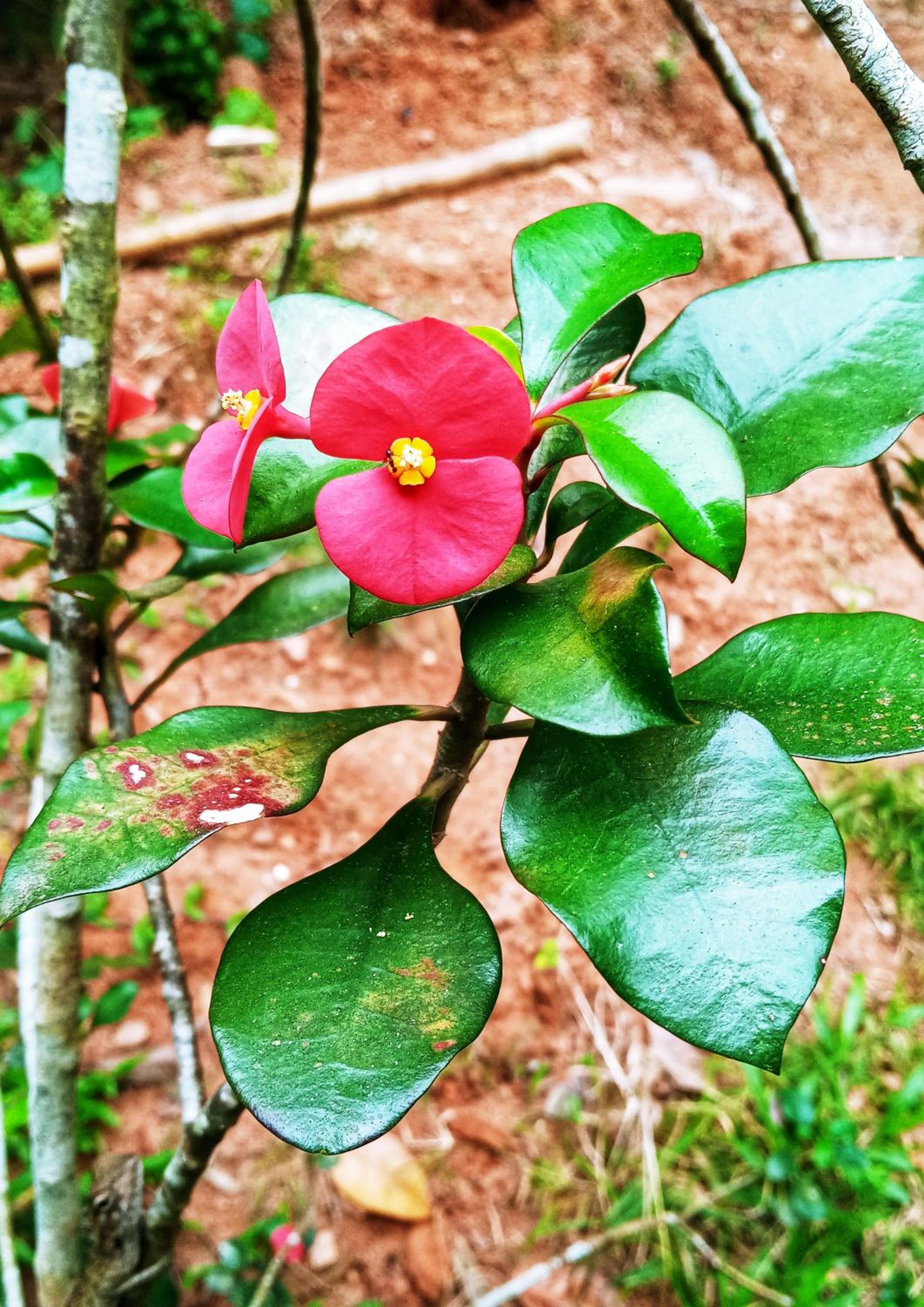 Venora Hiriketiya
