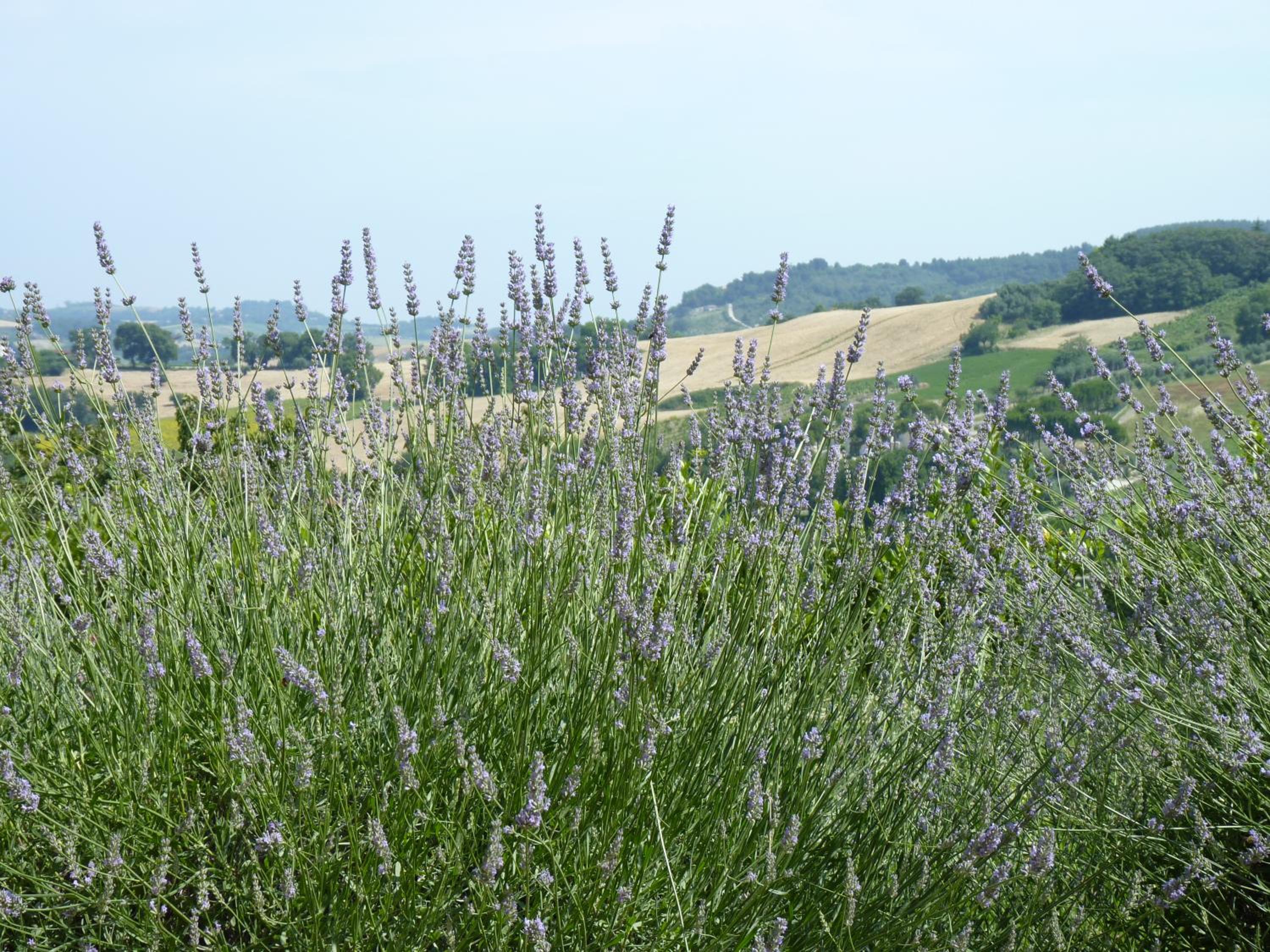 Country House Il Sassòne