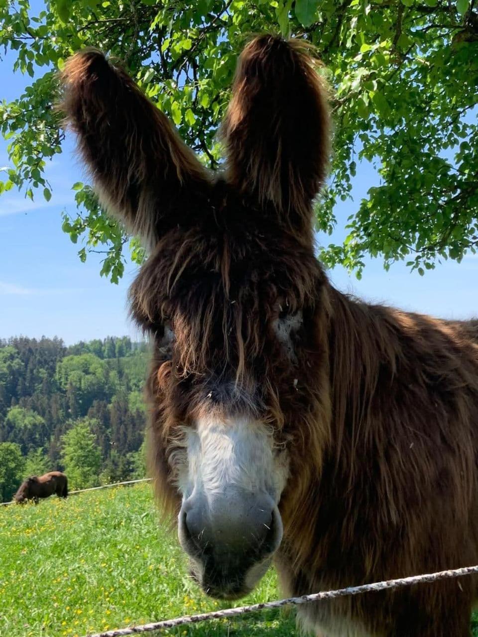 Lana Salta Alpakas - Gemütliche Gästezimmer auf dem Bauernhof
