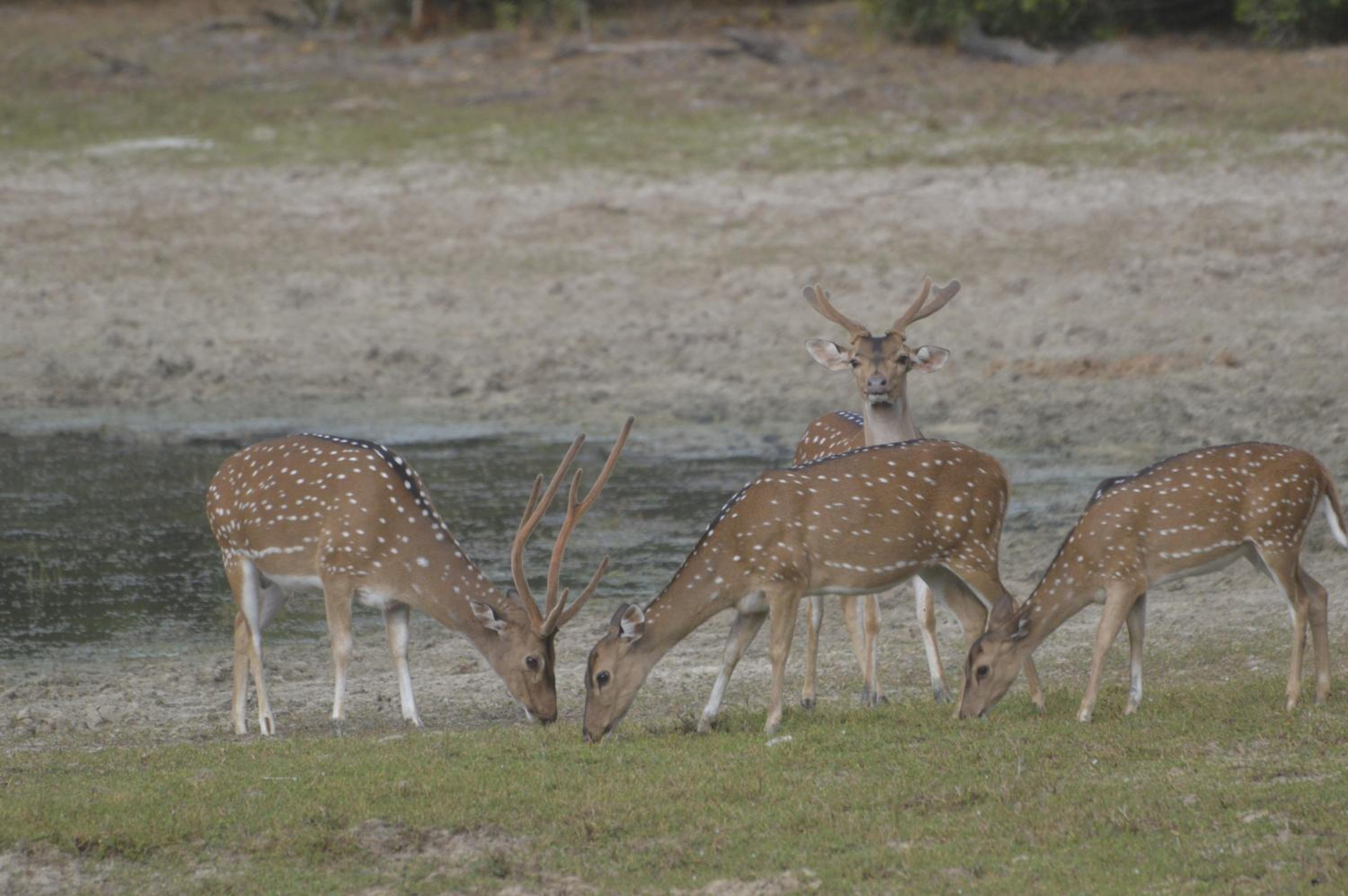 Wilpattu Wild Villa