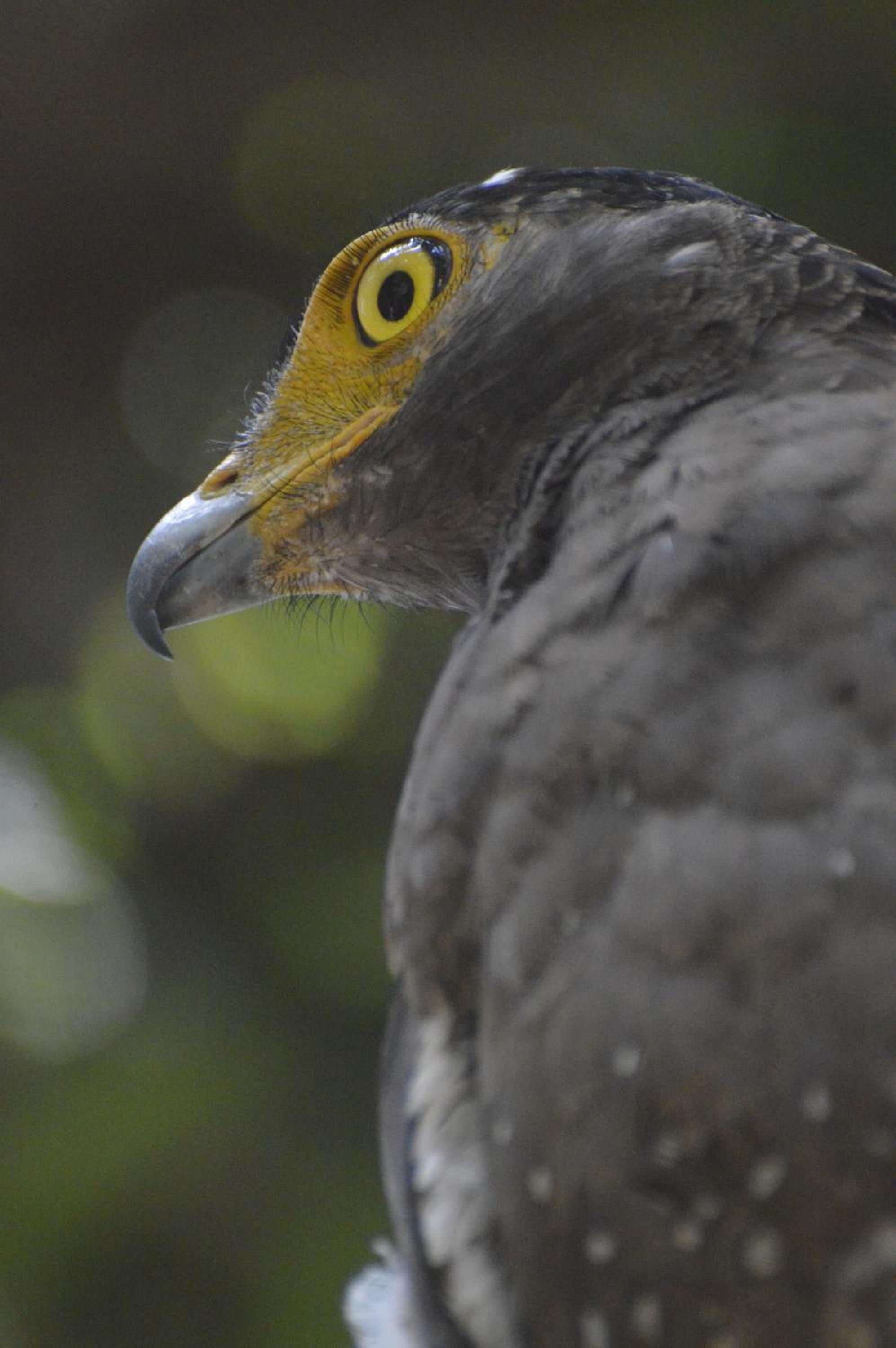 Wilpattu Wild Villa