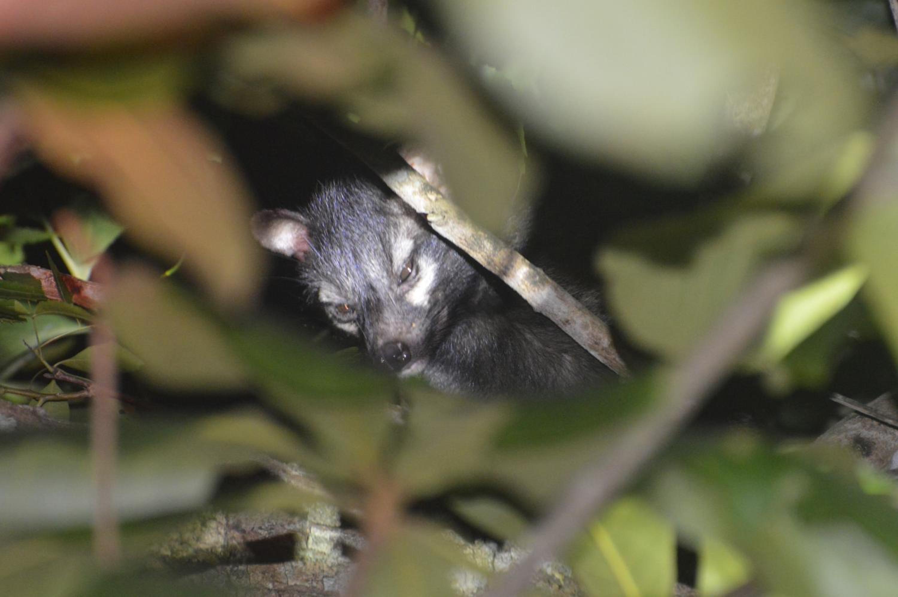 Wilpattu Wild Villa